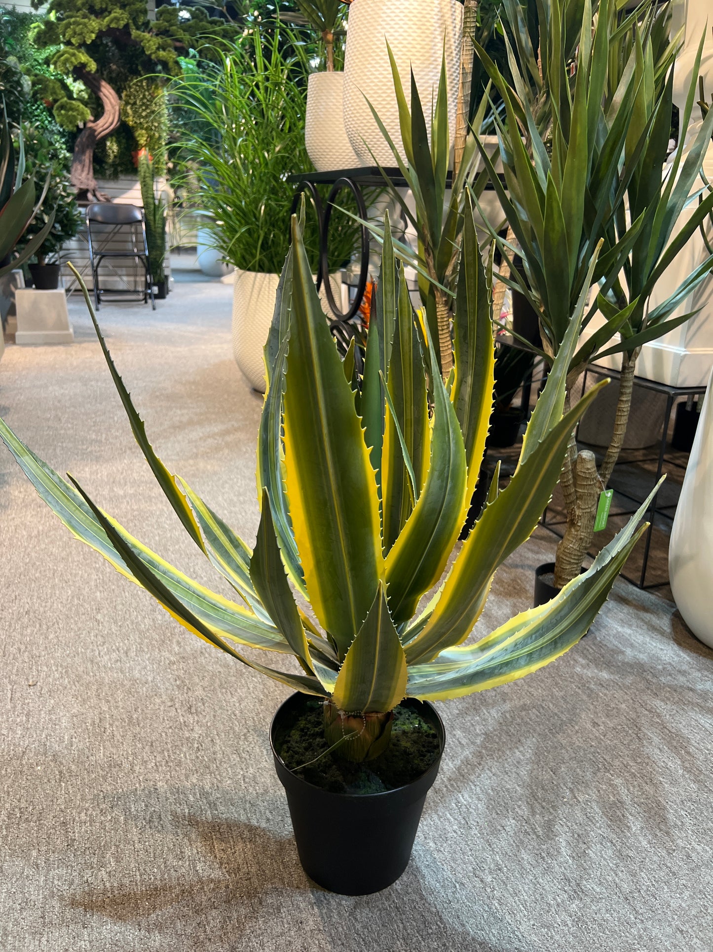 UVT1112GRYE POTTED AGAVE (UV),30"