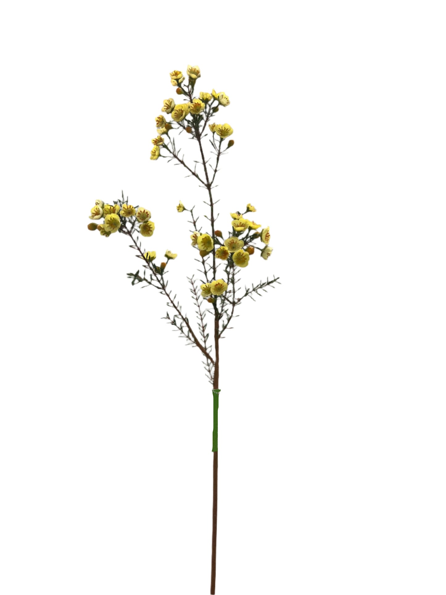 FL13555 WAX FLOWER SPRAY 31"