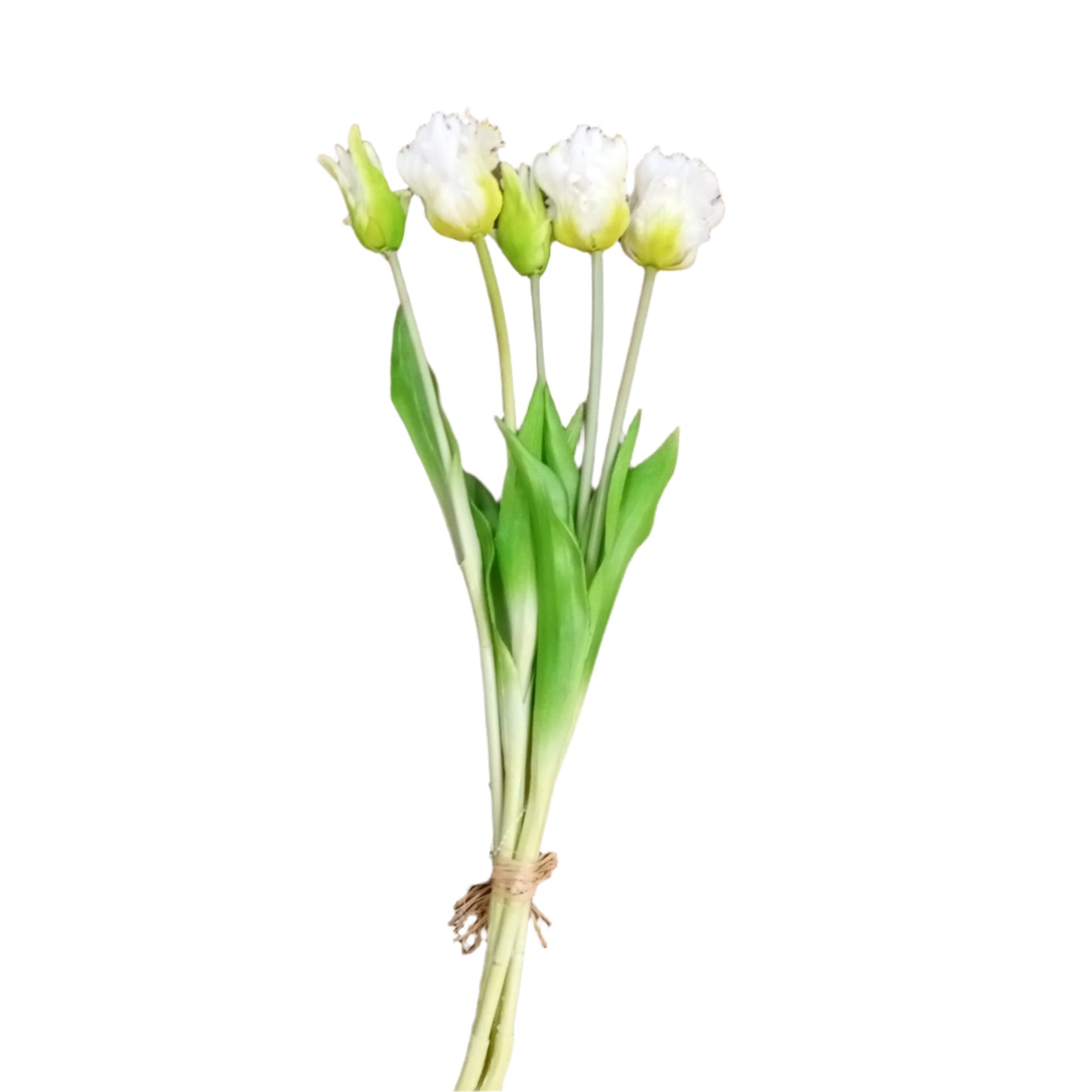 PA10204 TULIP BUNDLEx3F2B,19.5in-12BN/72