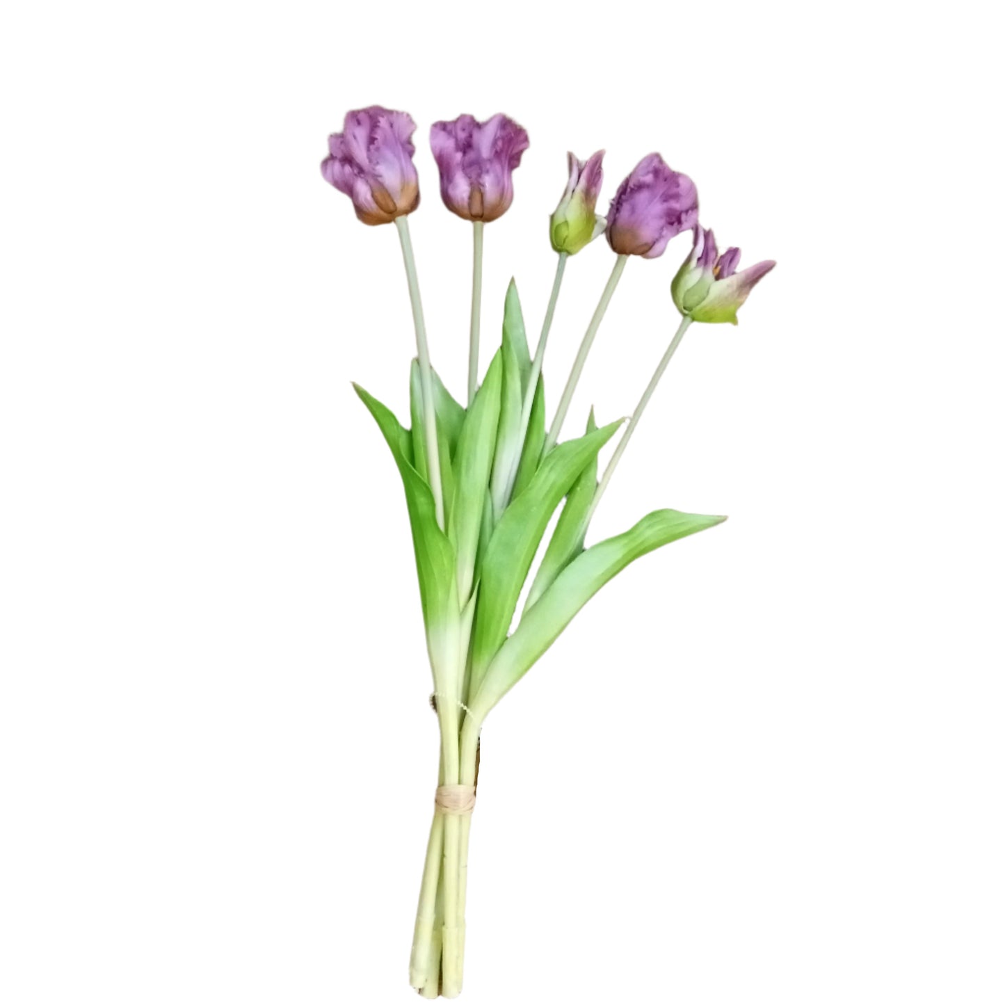 PA10204 TULIP BUNDLEx3F2B,19.5in-12BN/72