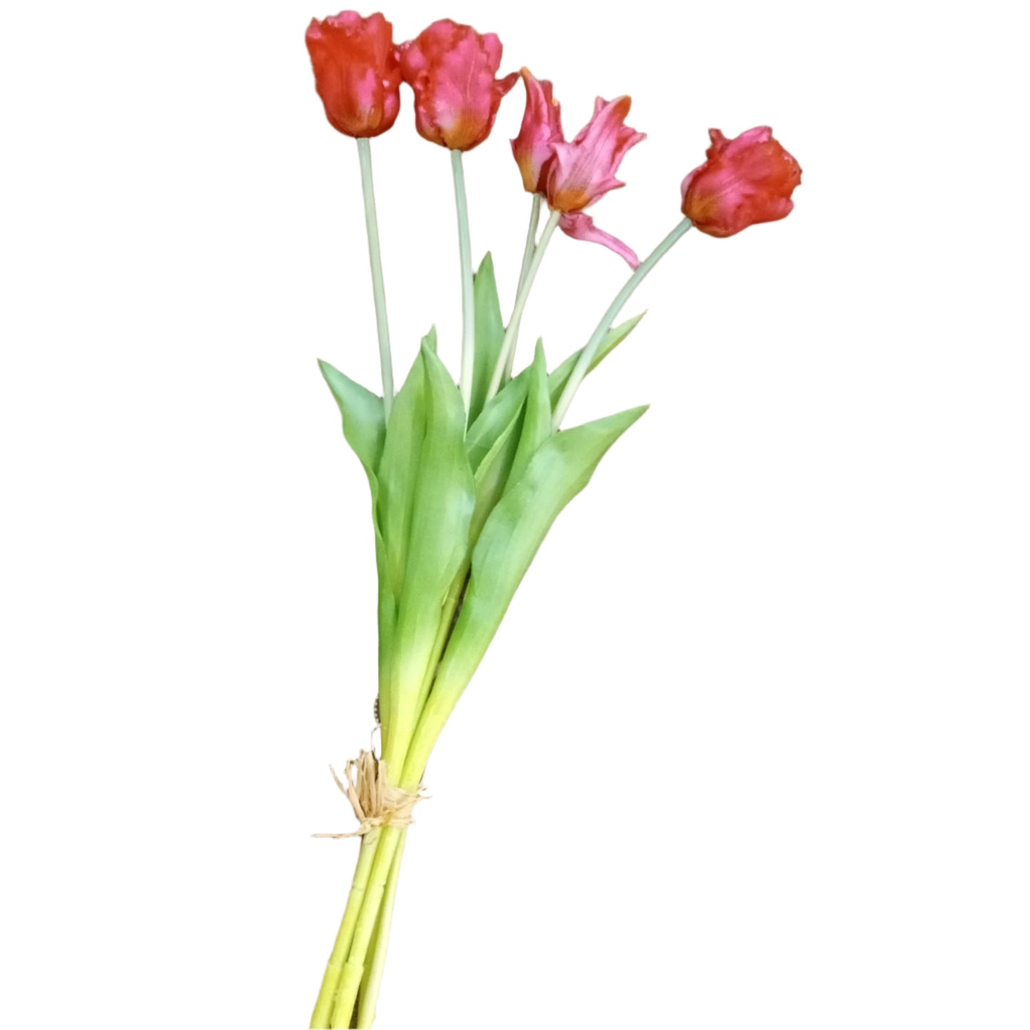 PA10204 TULIP BUNDLEx3F2B,19.5in-12BN/72
