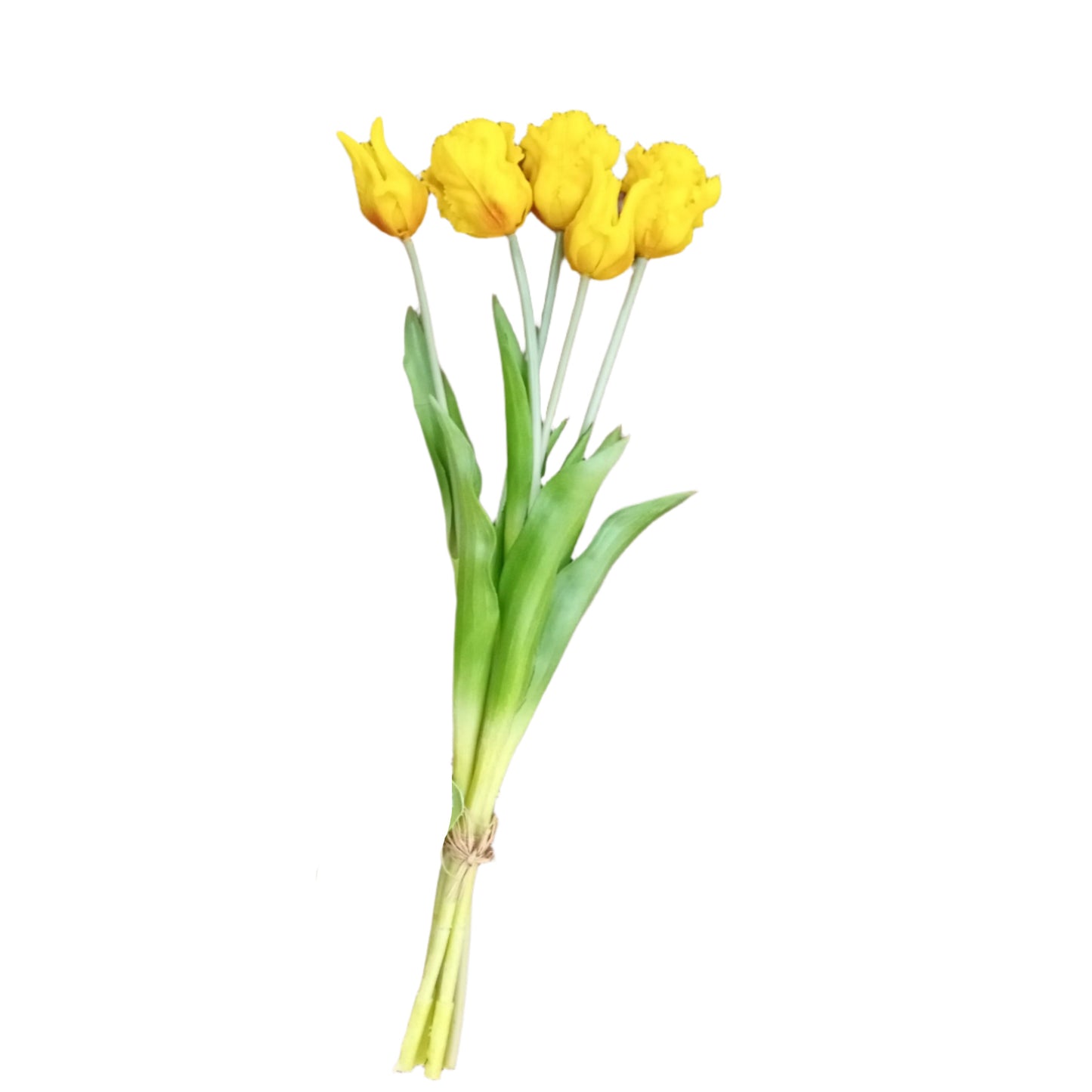 PA10204 TULIP BUNDLEx3F2B,19.5in-12BN/72