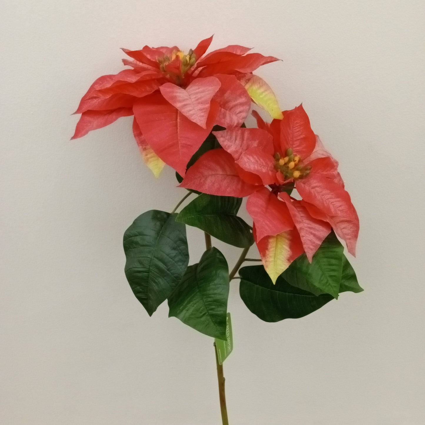 XM11702 POINSETTIA SPRAYx2F,34in-12P/24/6.1
