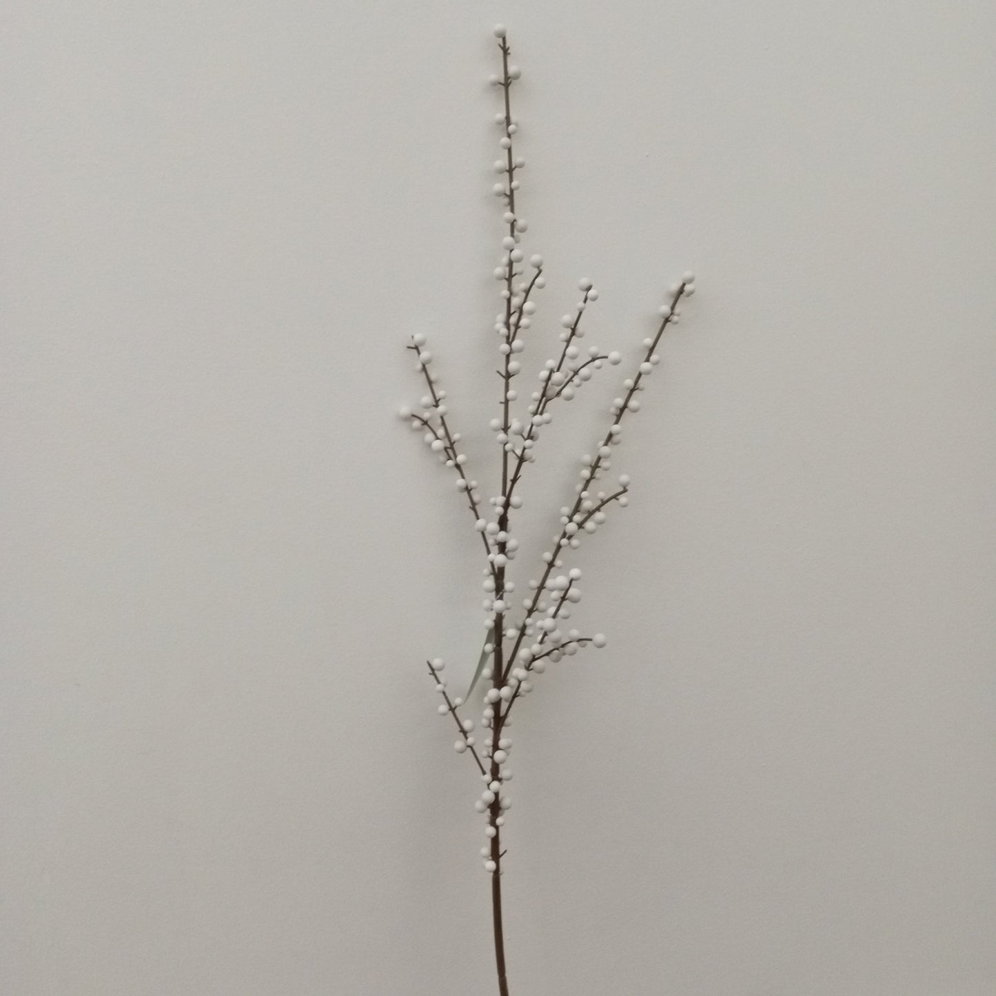 XM11326 PLASTIC ILEX BER SP,44in-12P/72/6