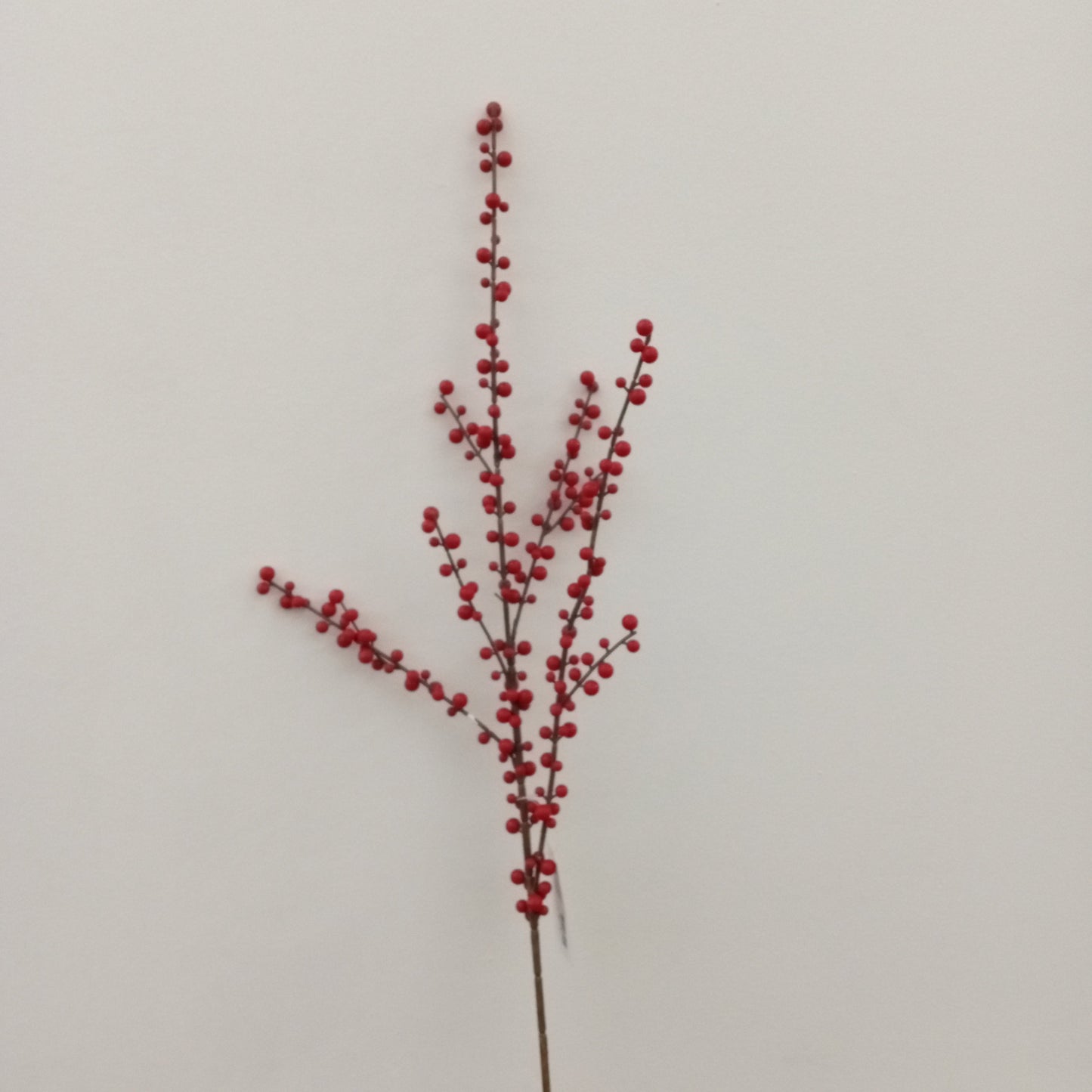 XM11327 PLASTIC ILEX BER SP,36in-12P/96