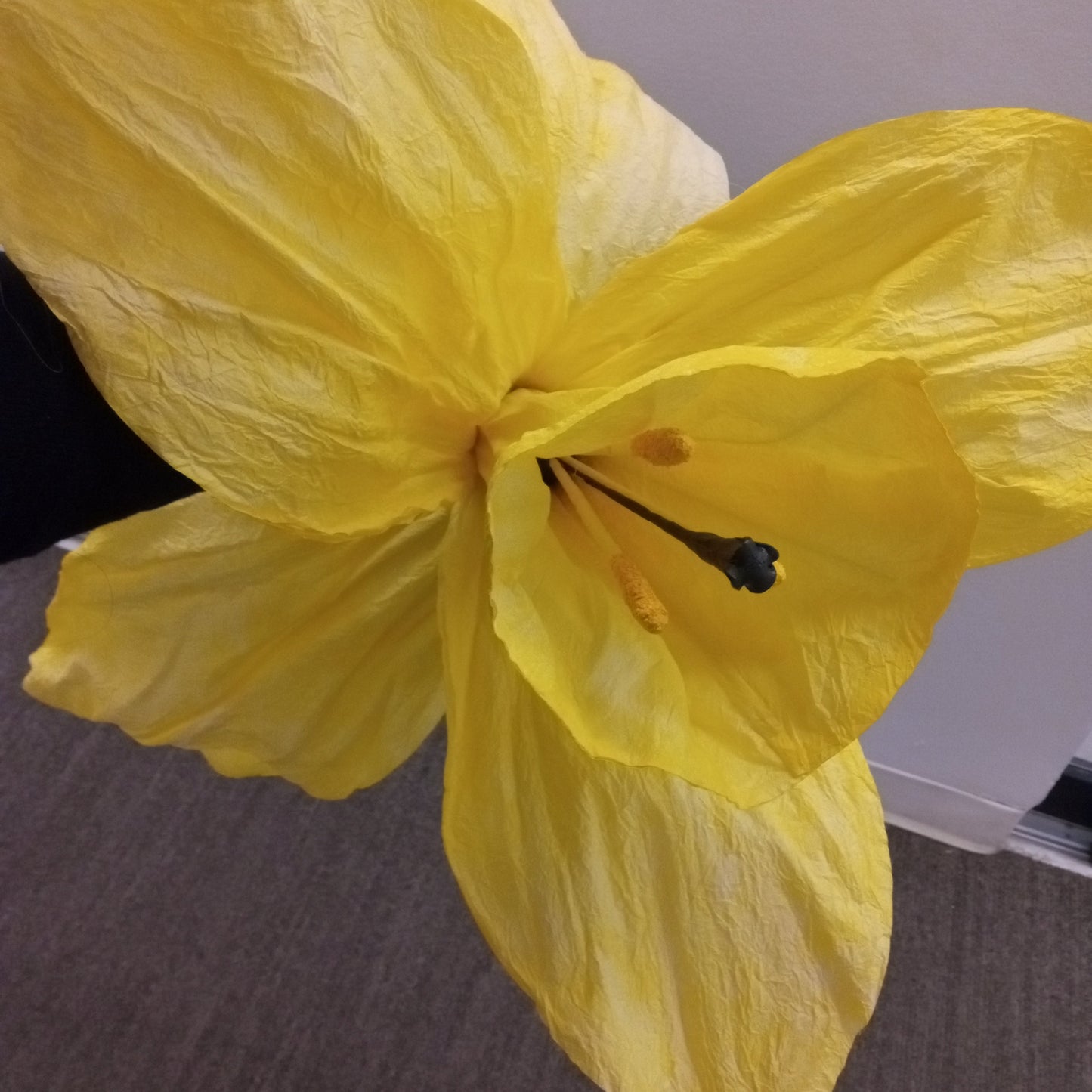 AC10278 GIANT DAFFODIL,79in-1P