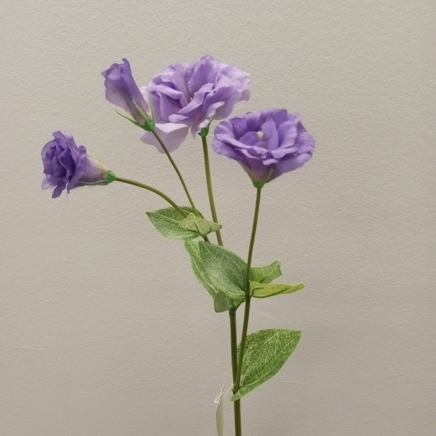 FL12084 DOUBLE LISIANTHUS SPRAYx4F,31in-12P