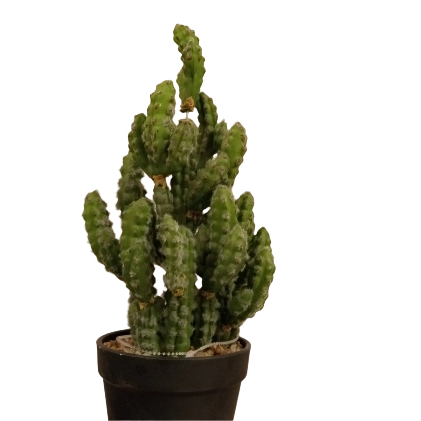 PM10159 POTTED CACTUS,13in-4P/16/7.19'