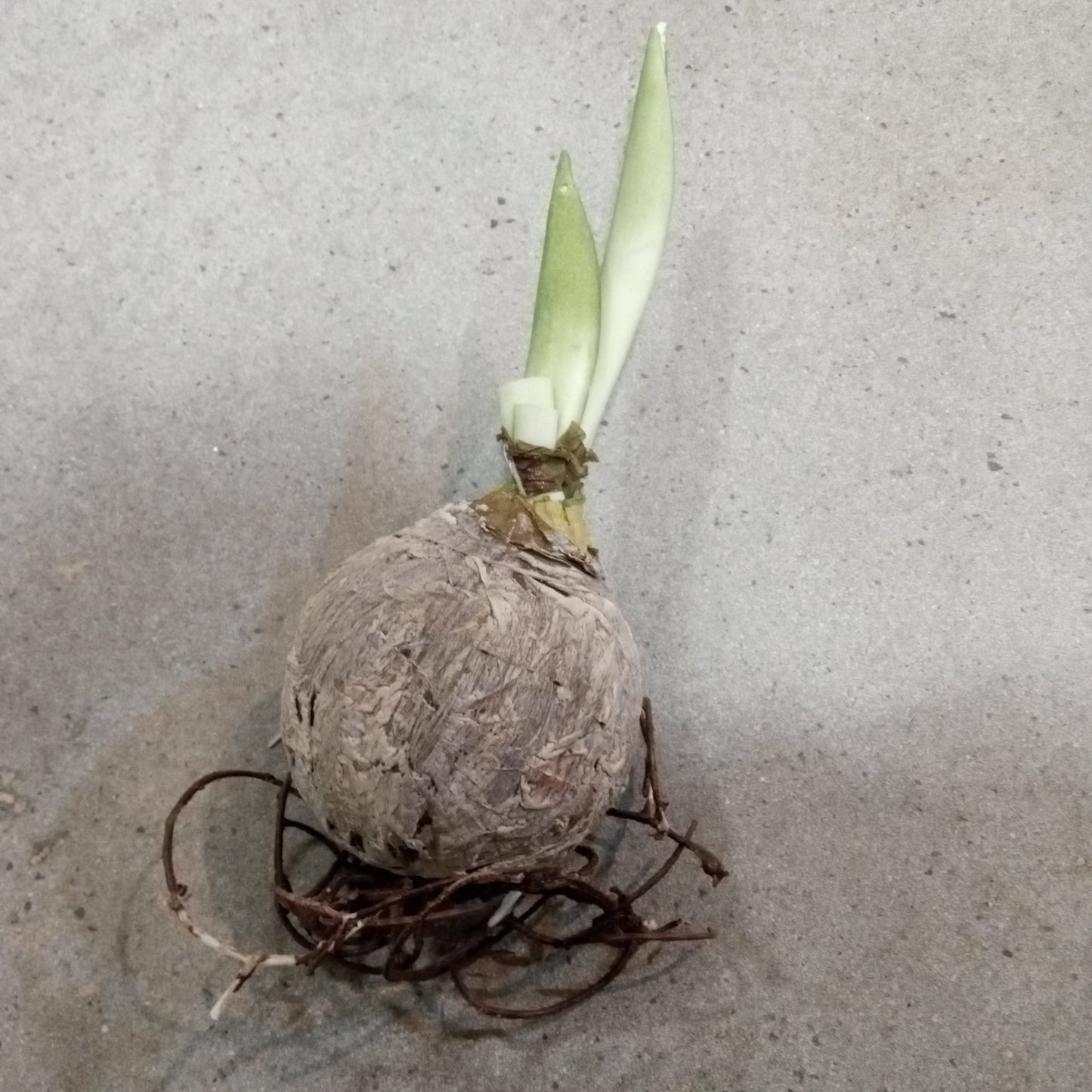 FL11072 BULB w/ROOT,6in-24P/240/5.63' *