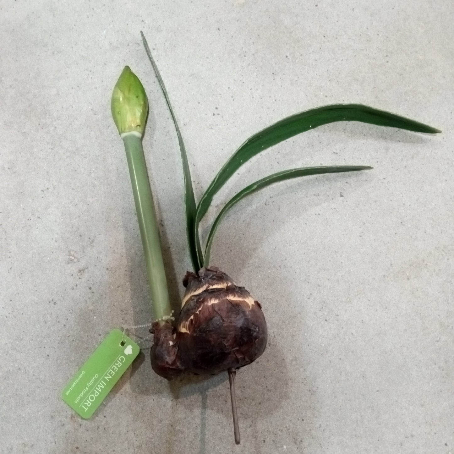 FL11258 AMARYLLIS LVS w/BUD,19in-12P/96