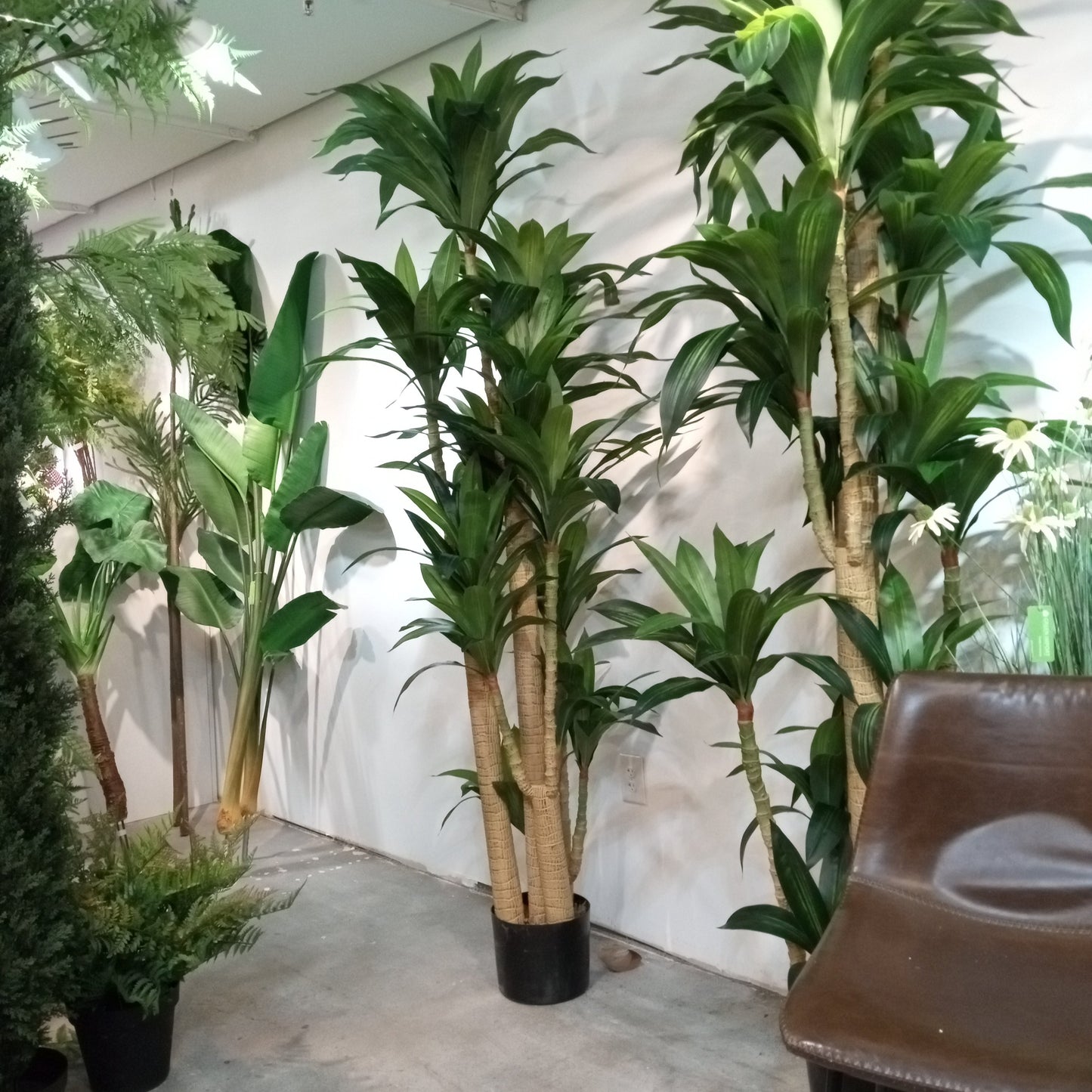 TR10777 DRACAENA TREE,7.5'-2P