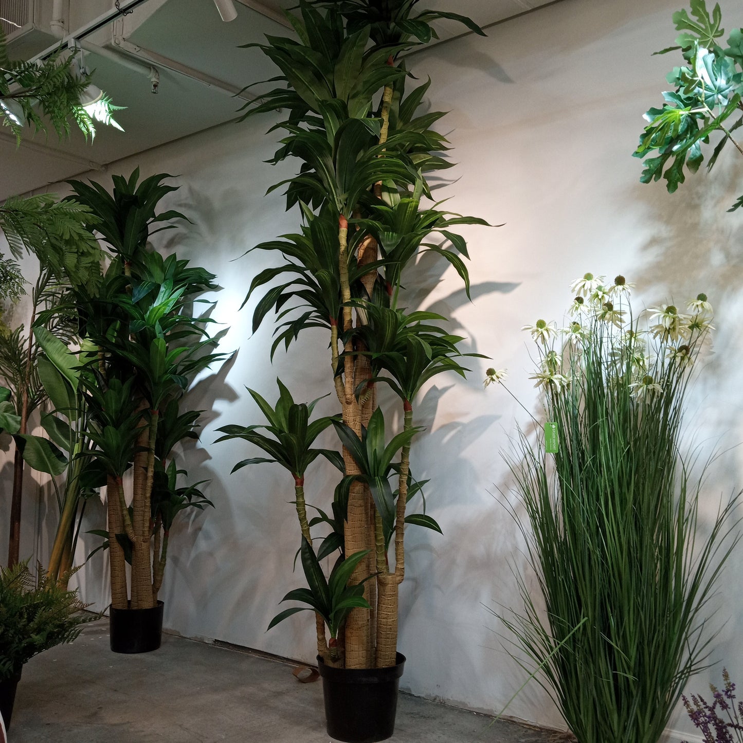 TR10776 DRACAENA TREE,9'-2P