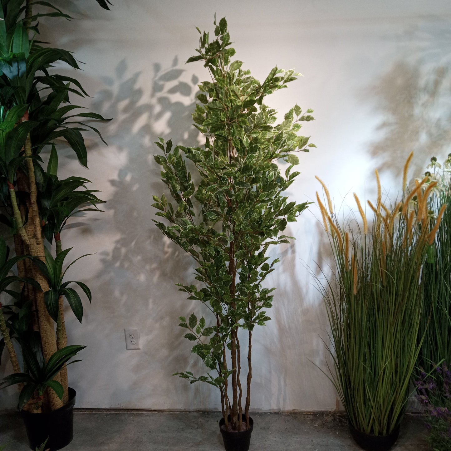 TR10712 FICUS LIANA TREEx8 w/1037L,7'