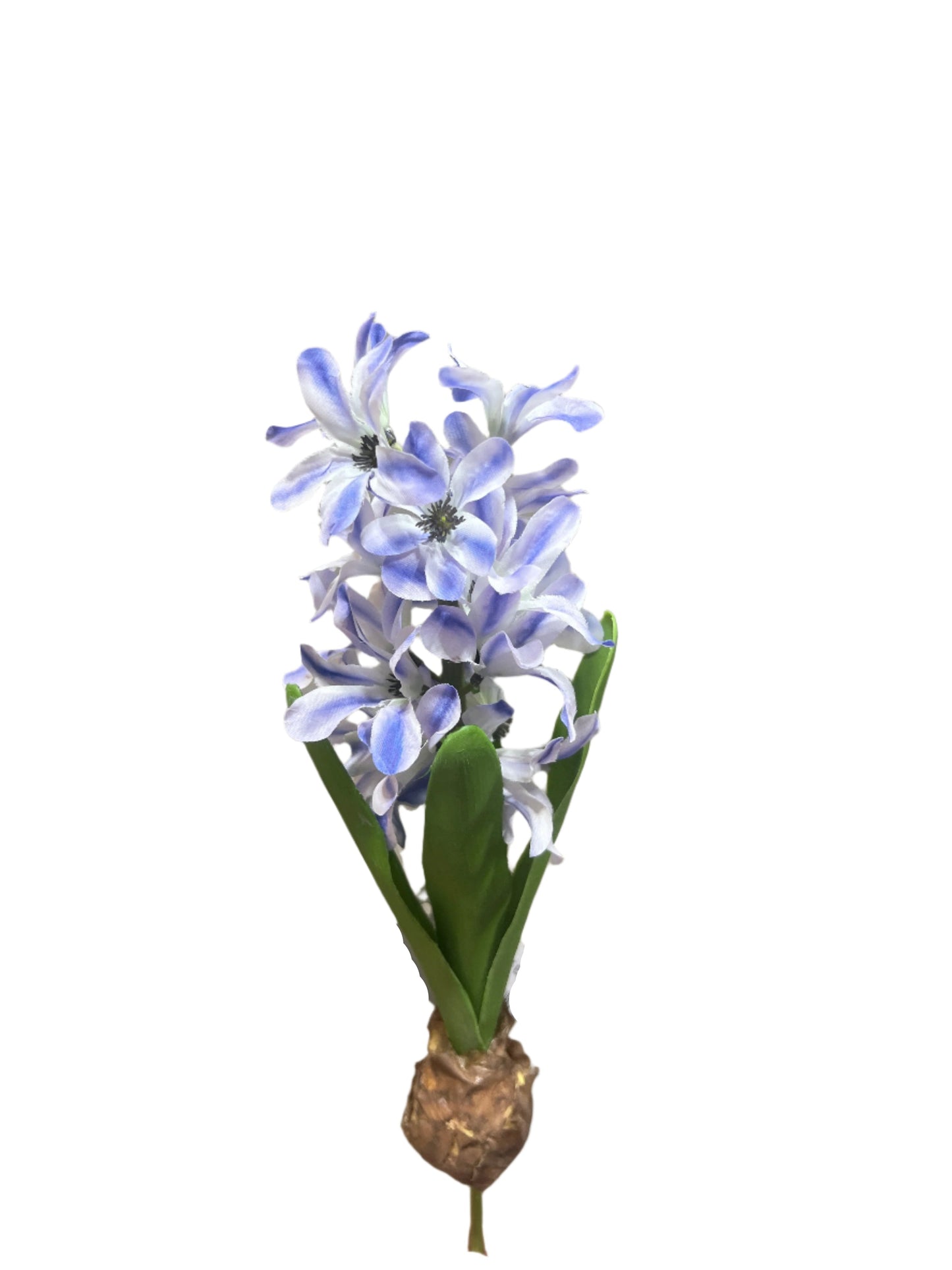 FL13575 HYACINTH w/BULD 14in-24/240P
