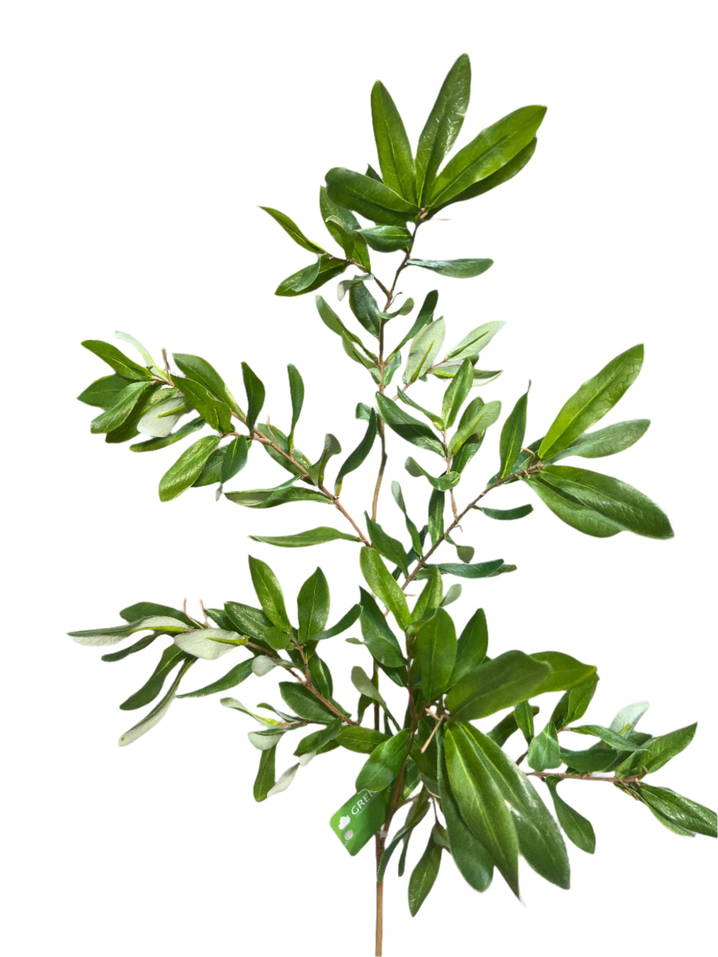 SY11122 OLIVE SPRAY 38"