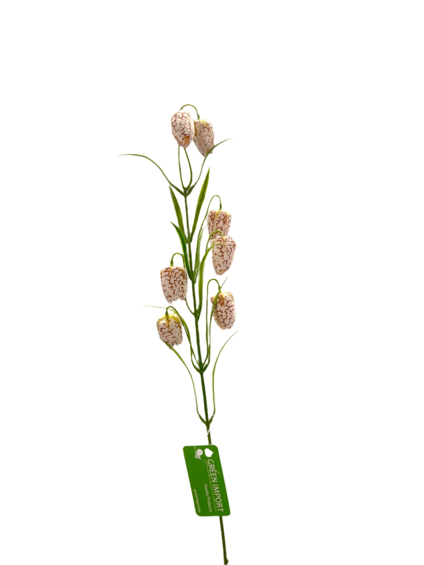 FL13533 FRITILLARIA SPRAYx7F 24"
