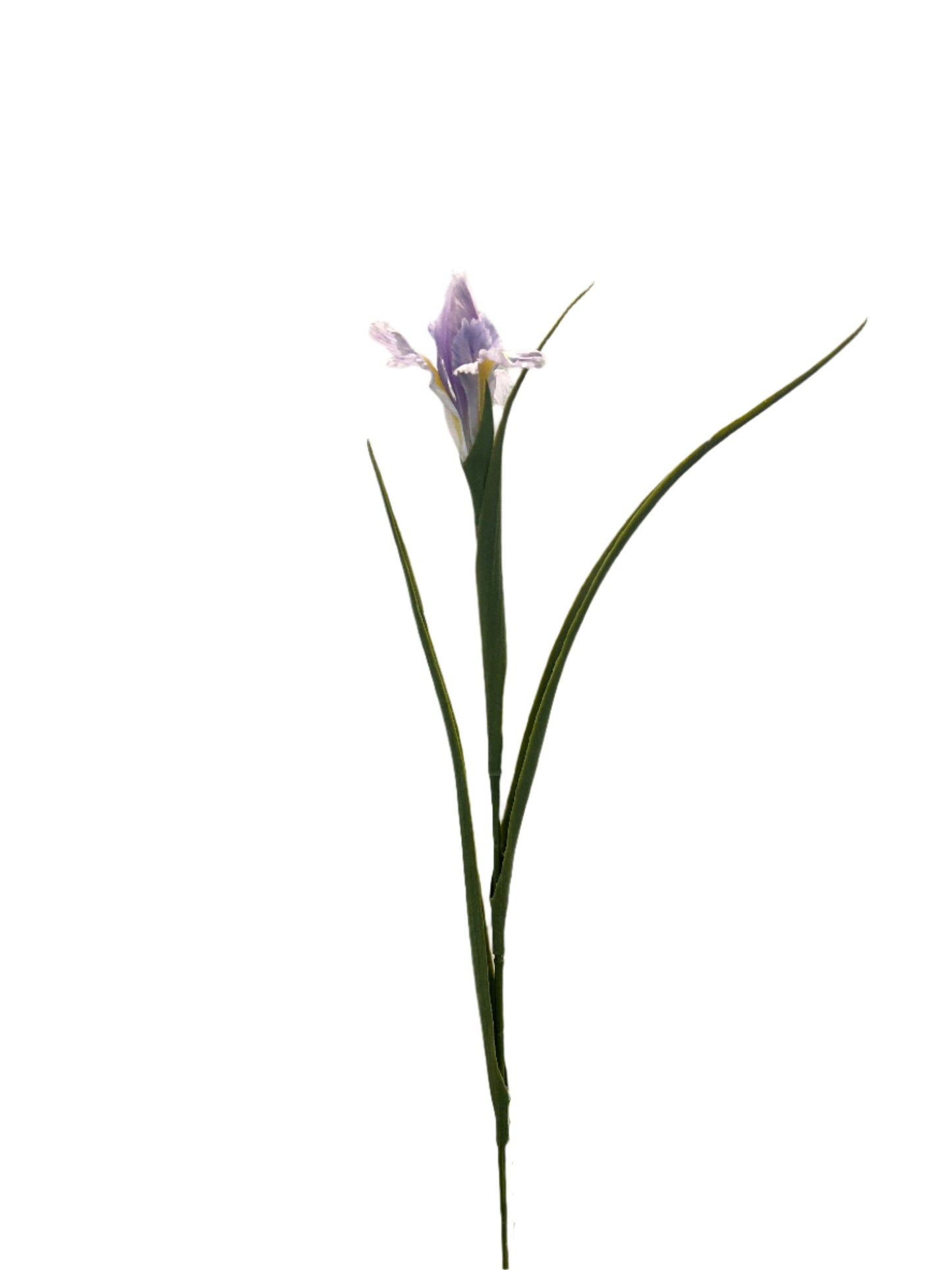 FL13571 IRIS 27.5in-36/360P