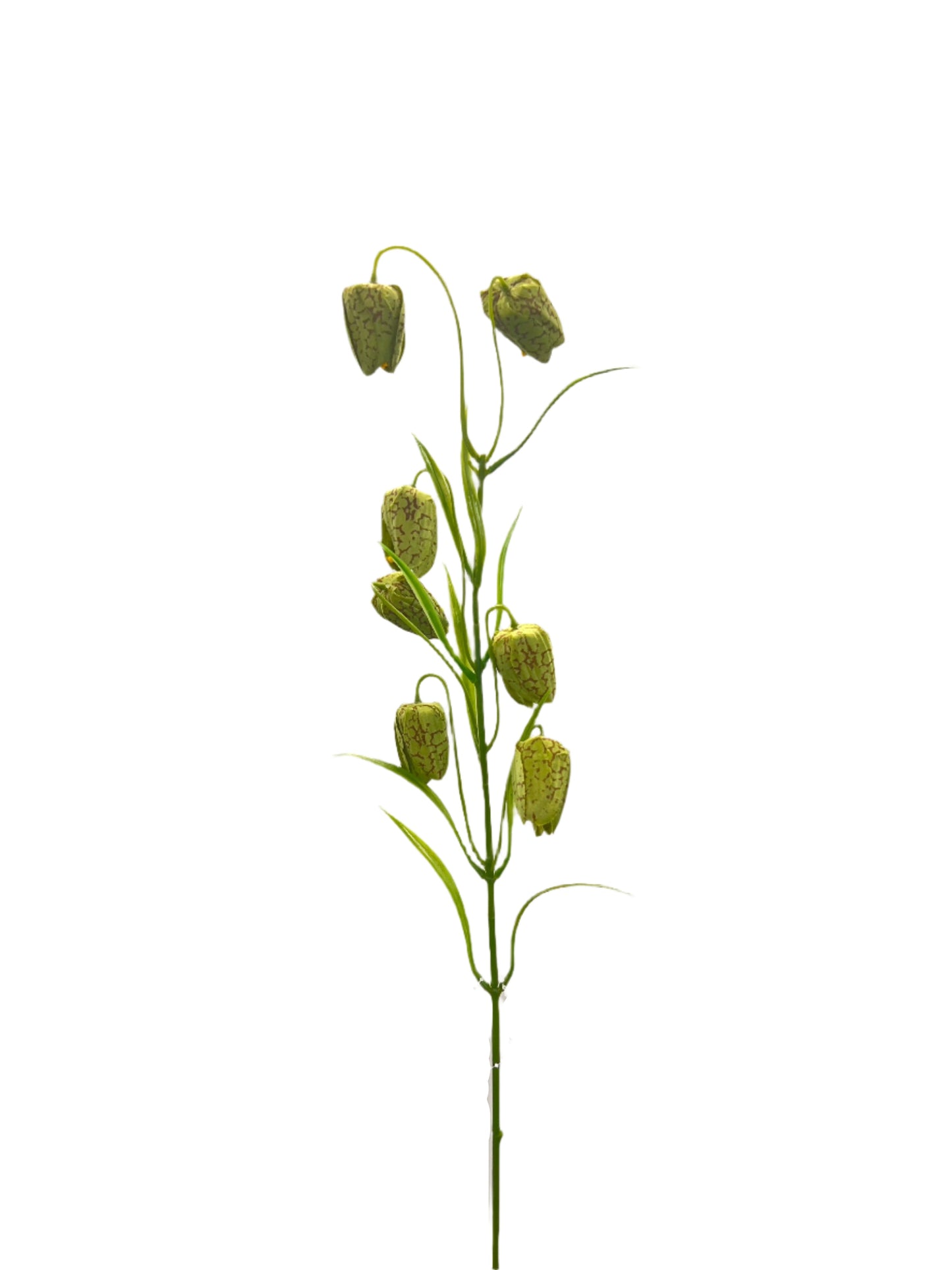 FL13533 FRITILLARIA SPRAYx7F 24"