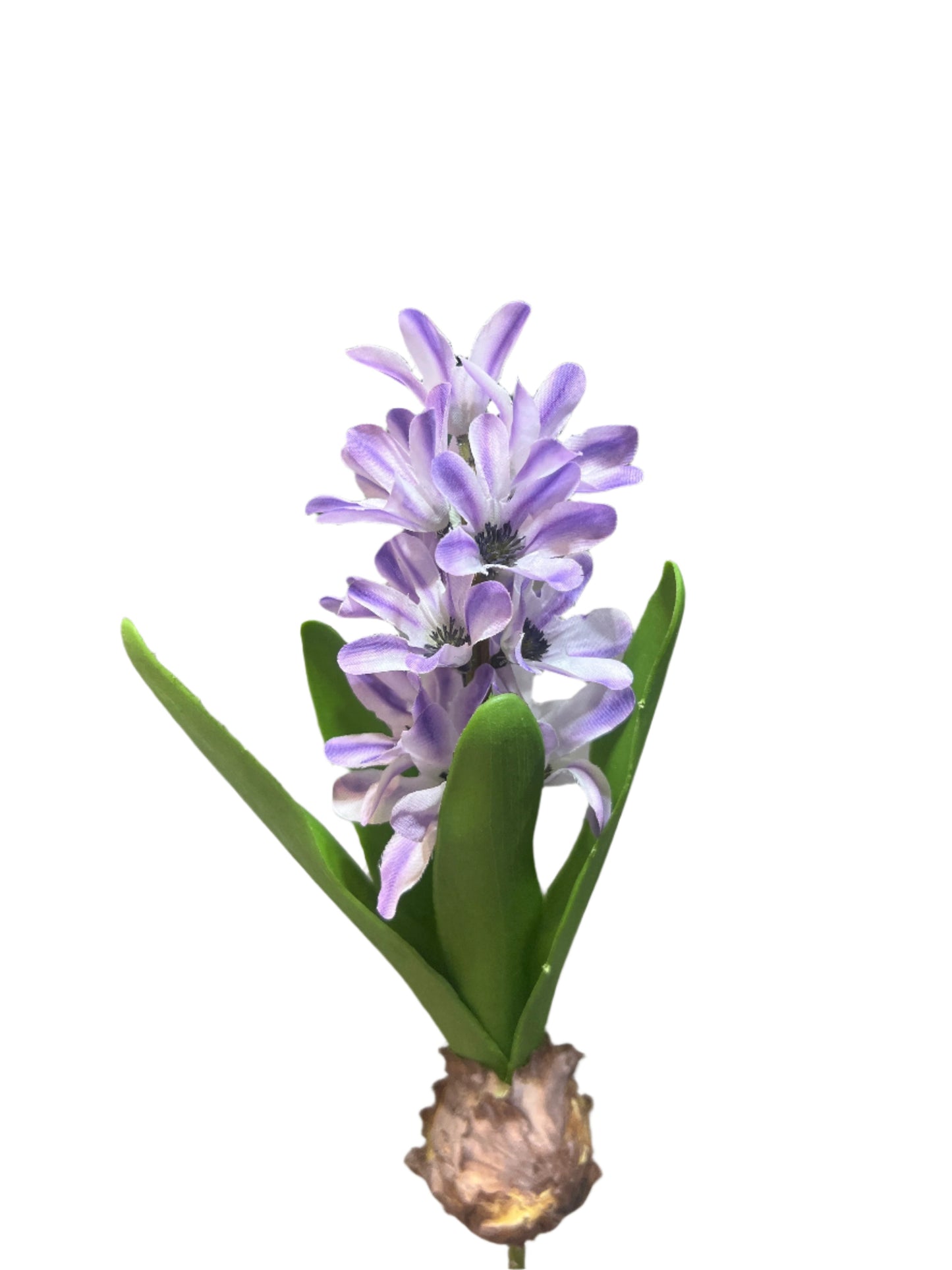 FL13576 HYACINTH w/BULD 11.5in-24/240P