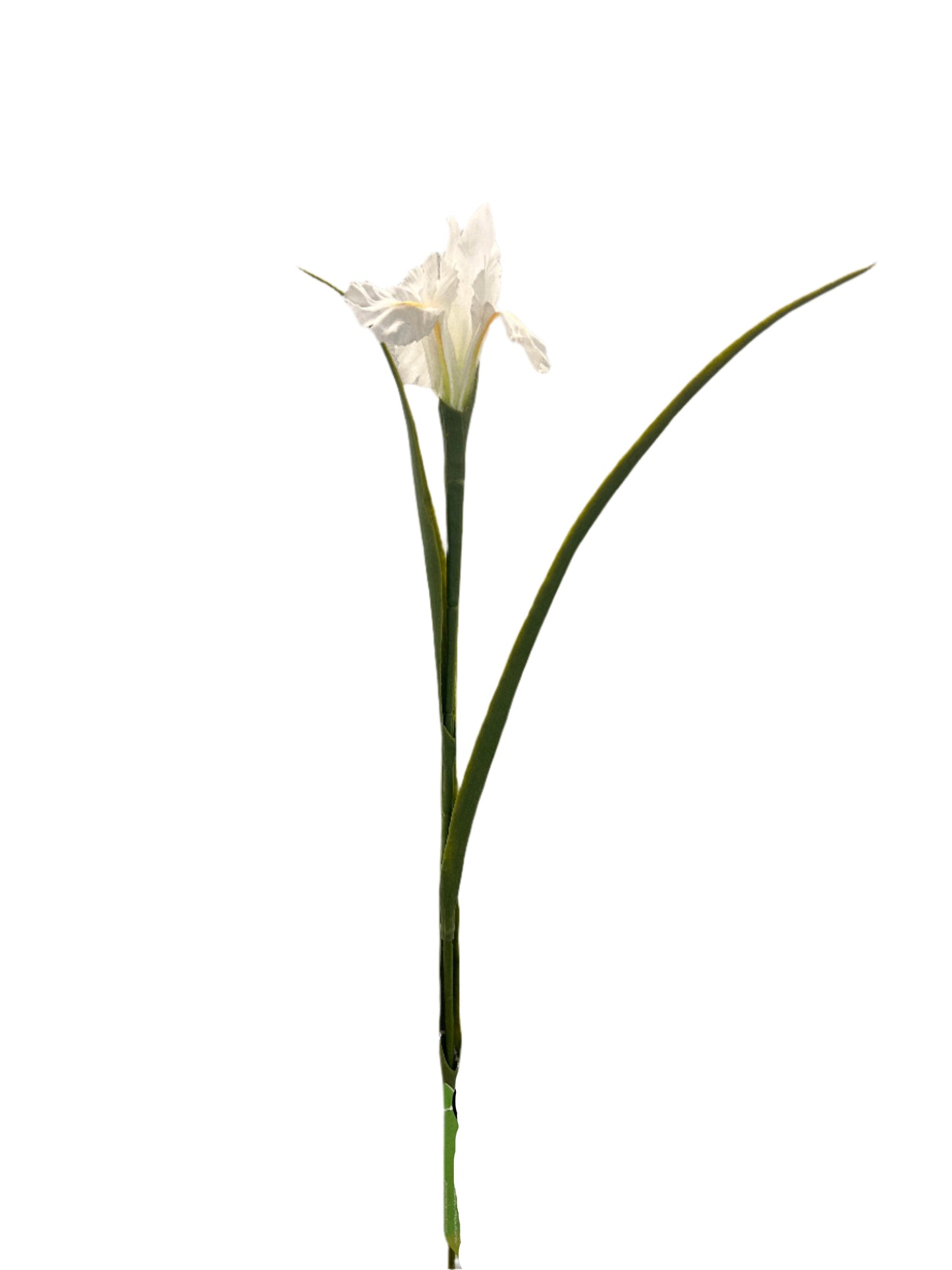 FL13571 IRIS 27.5in-36/360P