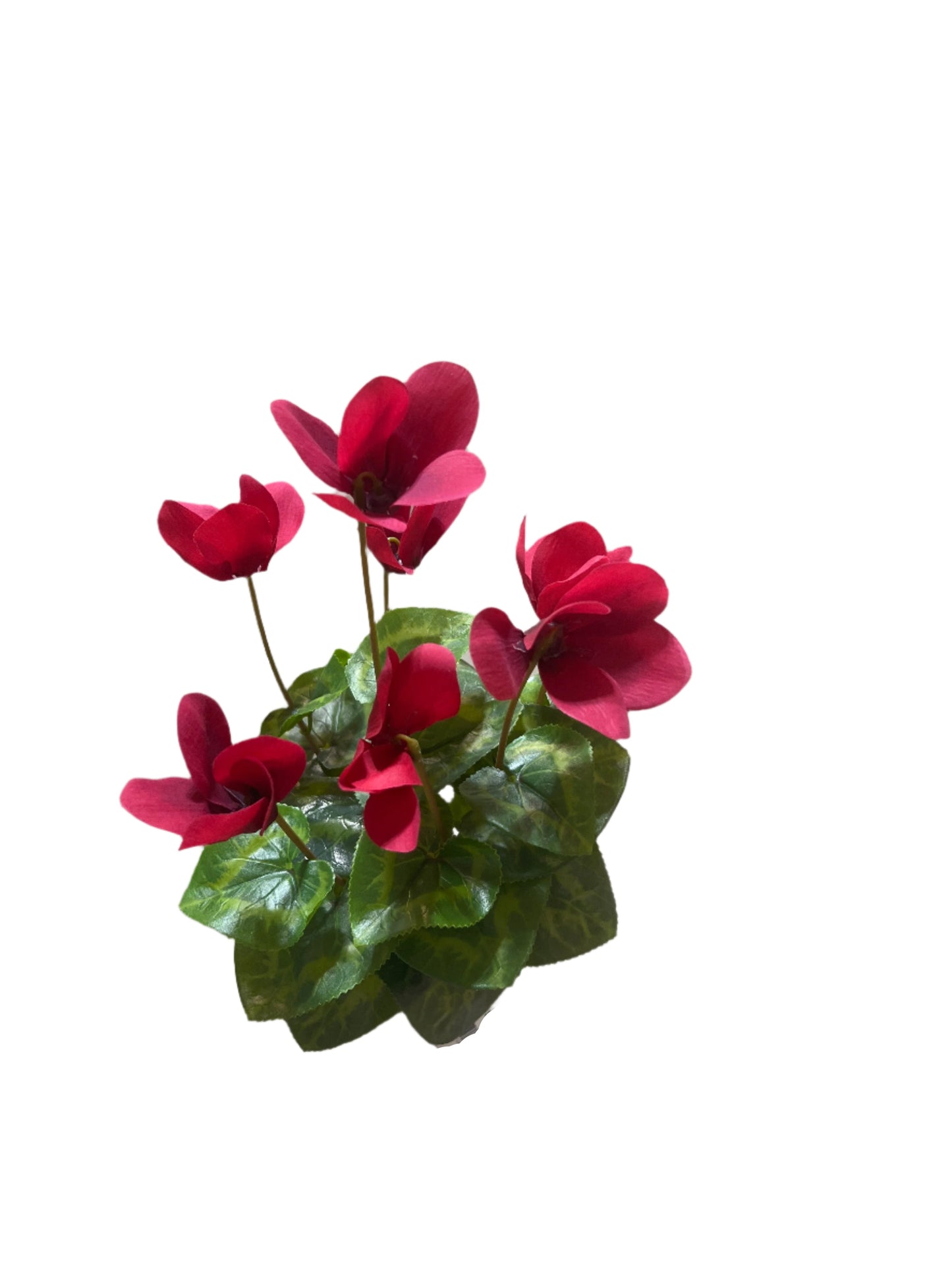FN20057 CYCLAMEN BUSH (NAT) 14"