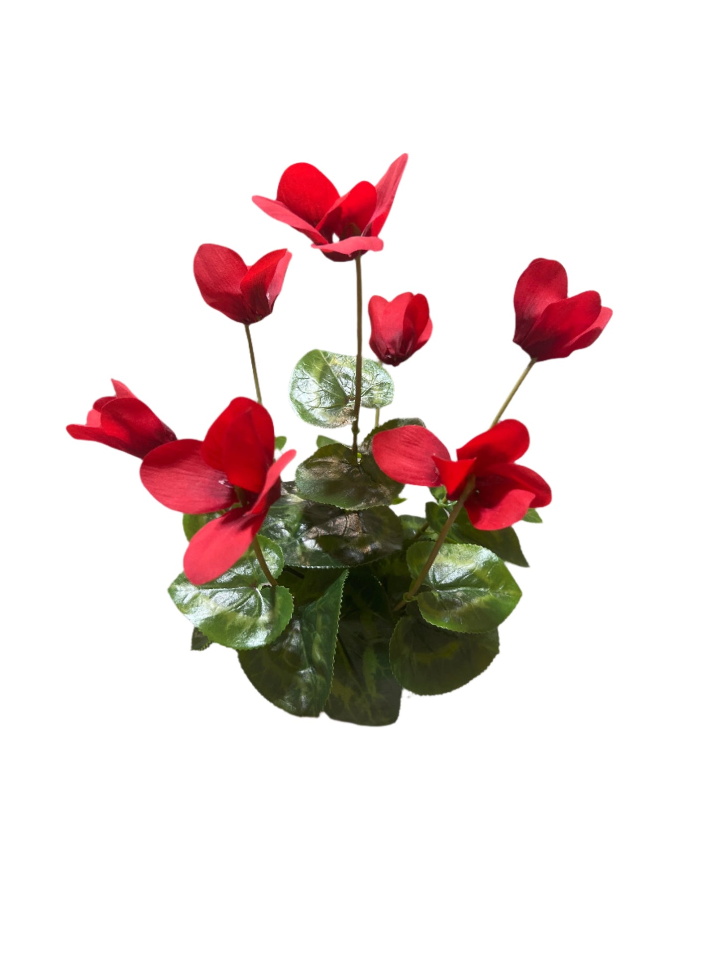 FN20057 CYCLAMEN BUSH (NAT) 14"