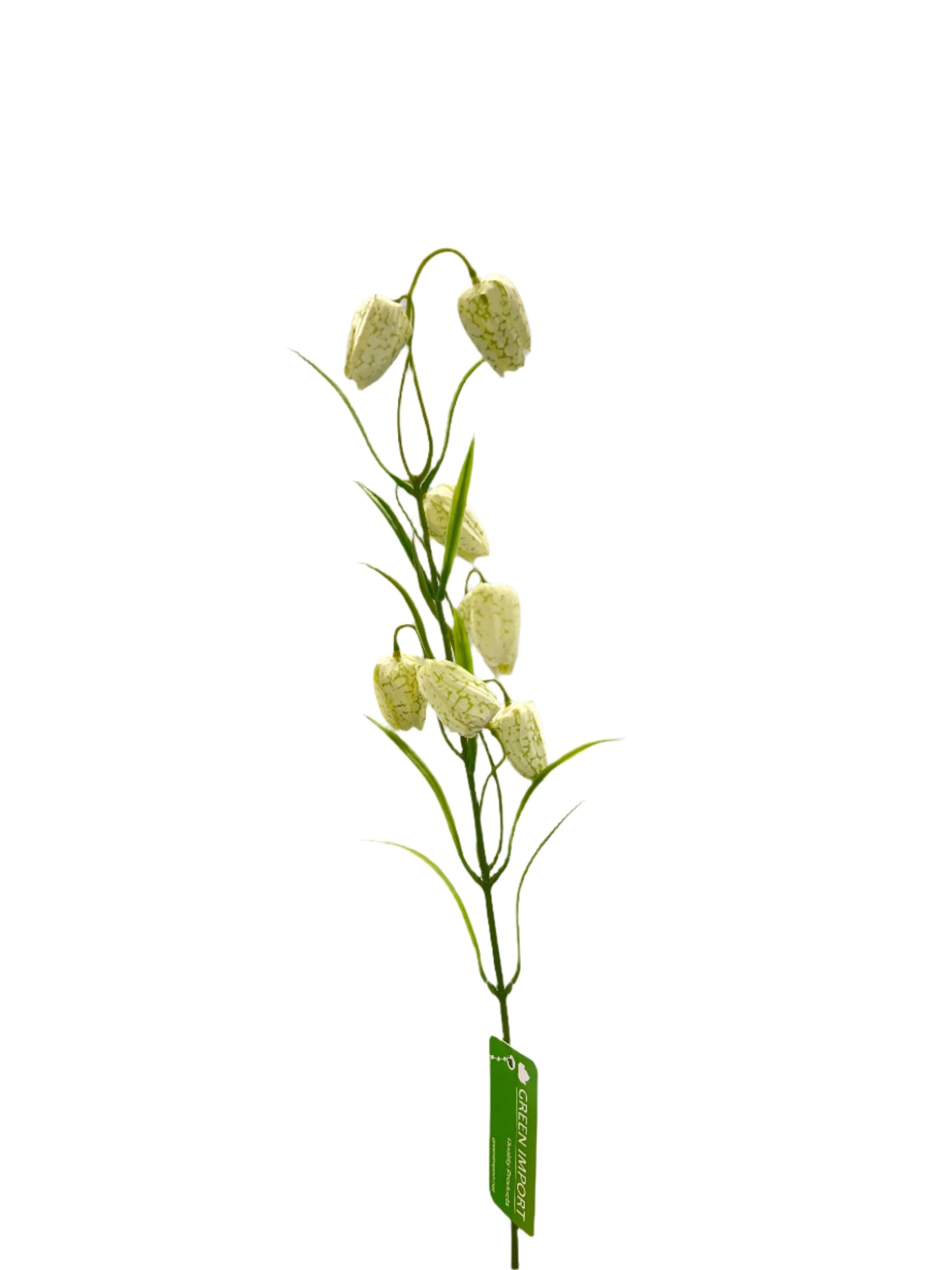 FL13533 FRITILLARIA SPRAYx7F 24"