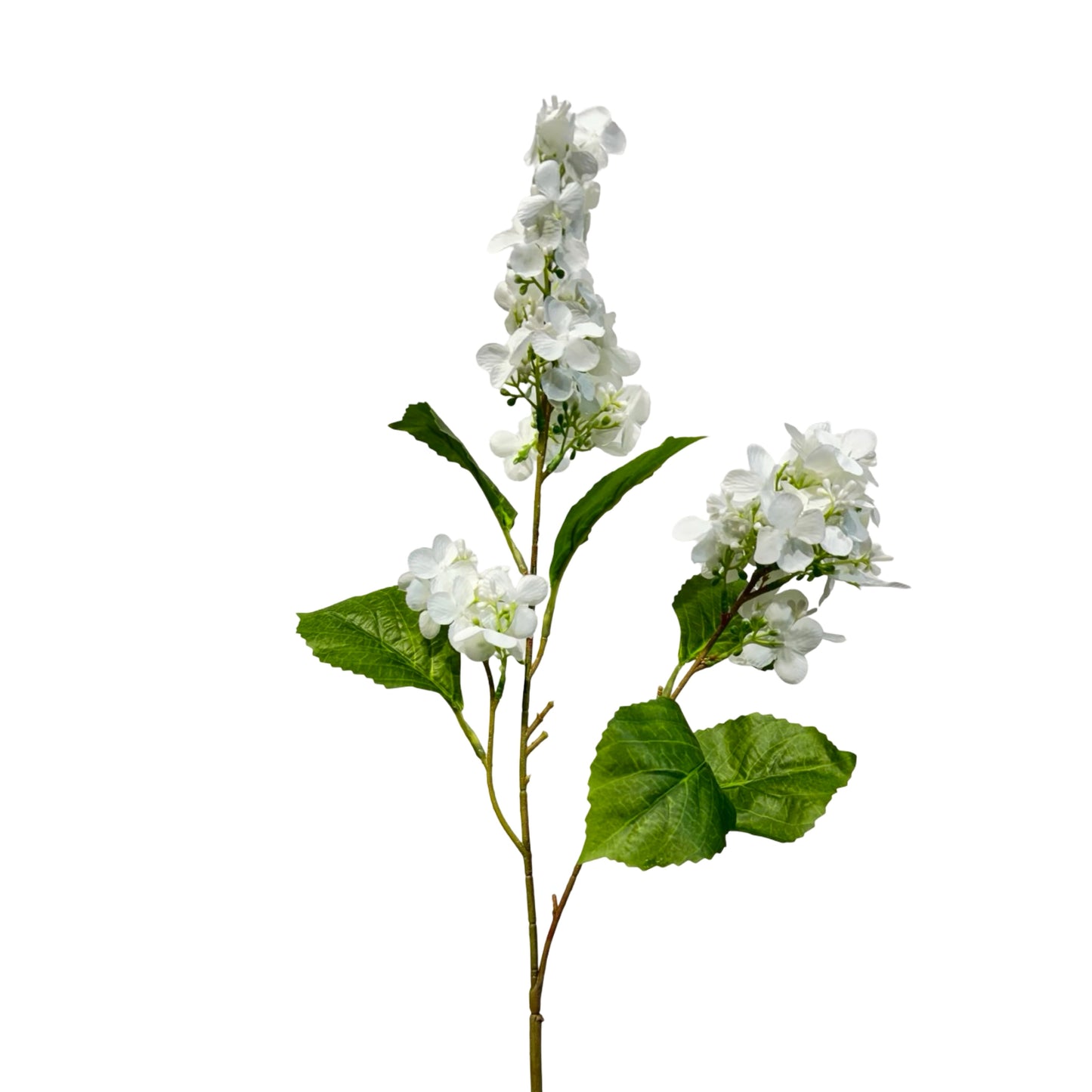 FL13622 PG HYDRANGEA SP (NAT) 32in-12/144P
