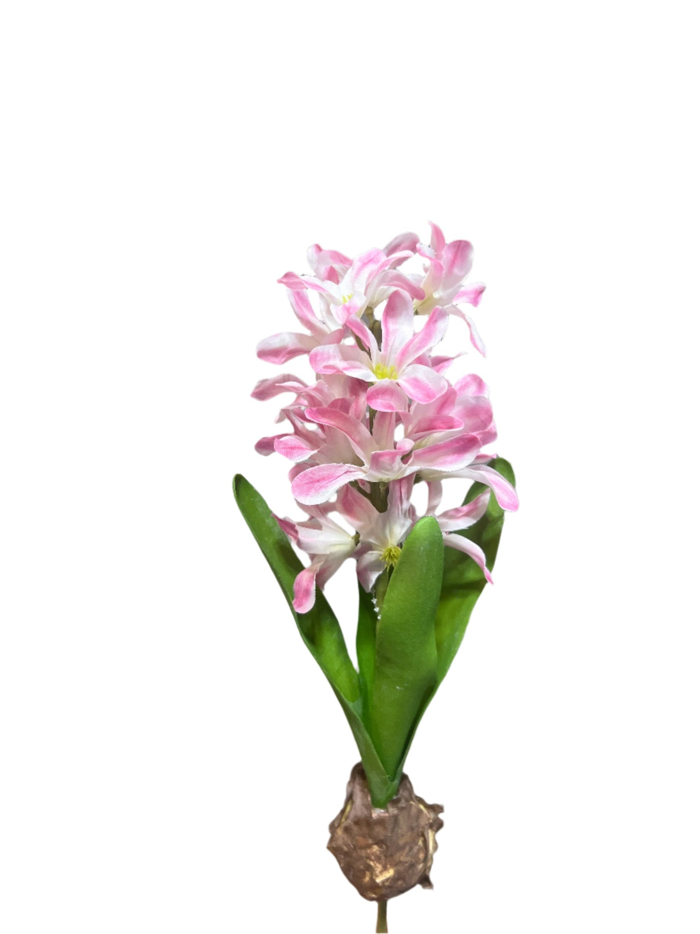 FL13575 HYACINTH w/BULD 14in-24/240P