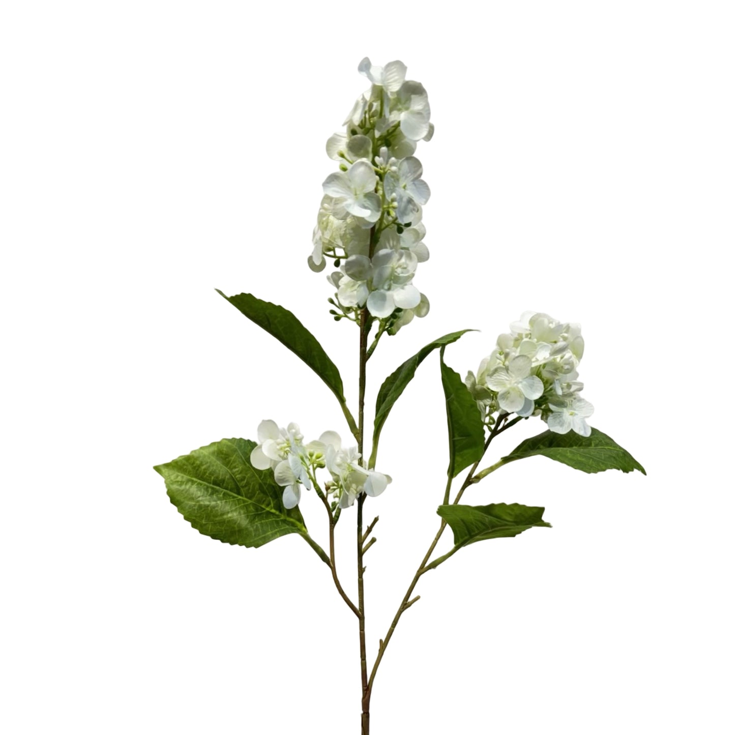 FL13622 PG HYDRANGEA SP (NAT) 32in-12/144P
