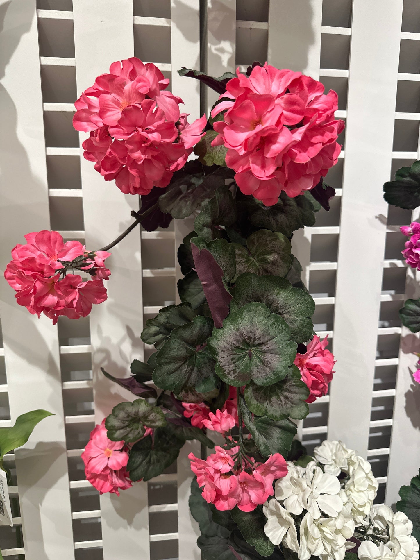 BF10203 GERANIUM HANGING BUSH,22in-6P