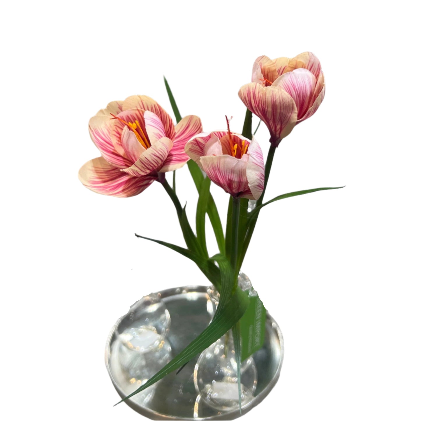 FN20056 CROCUSx3F (NAT) 13"