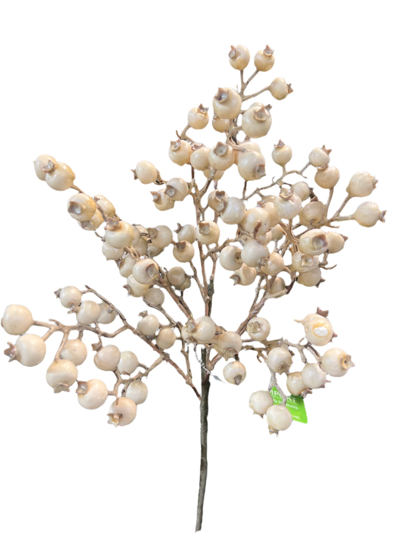 BE10123 ROSEHIP BUSH (WTR-PF),17.5in-12P/60