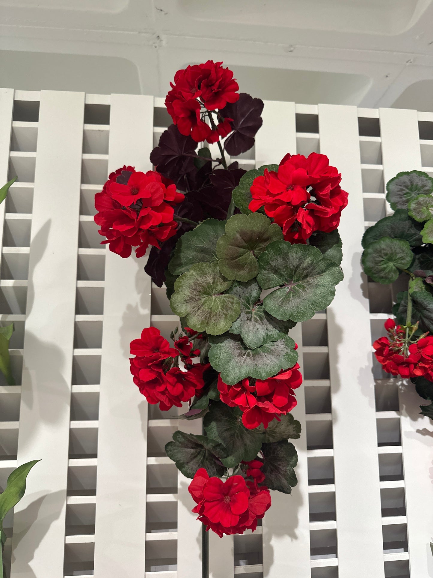 BF10203 GERANIUM HANGING BUSH,22in-6P