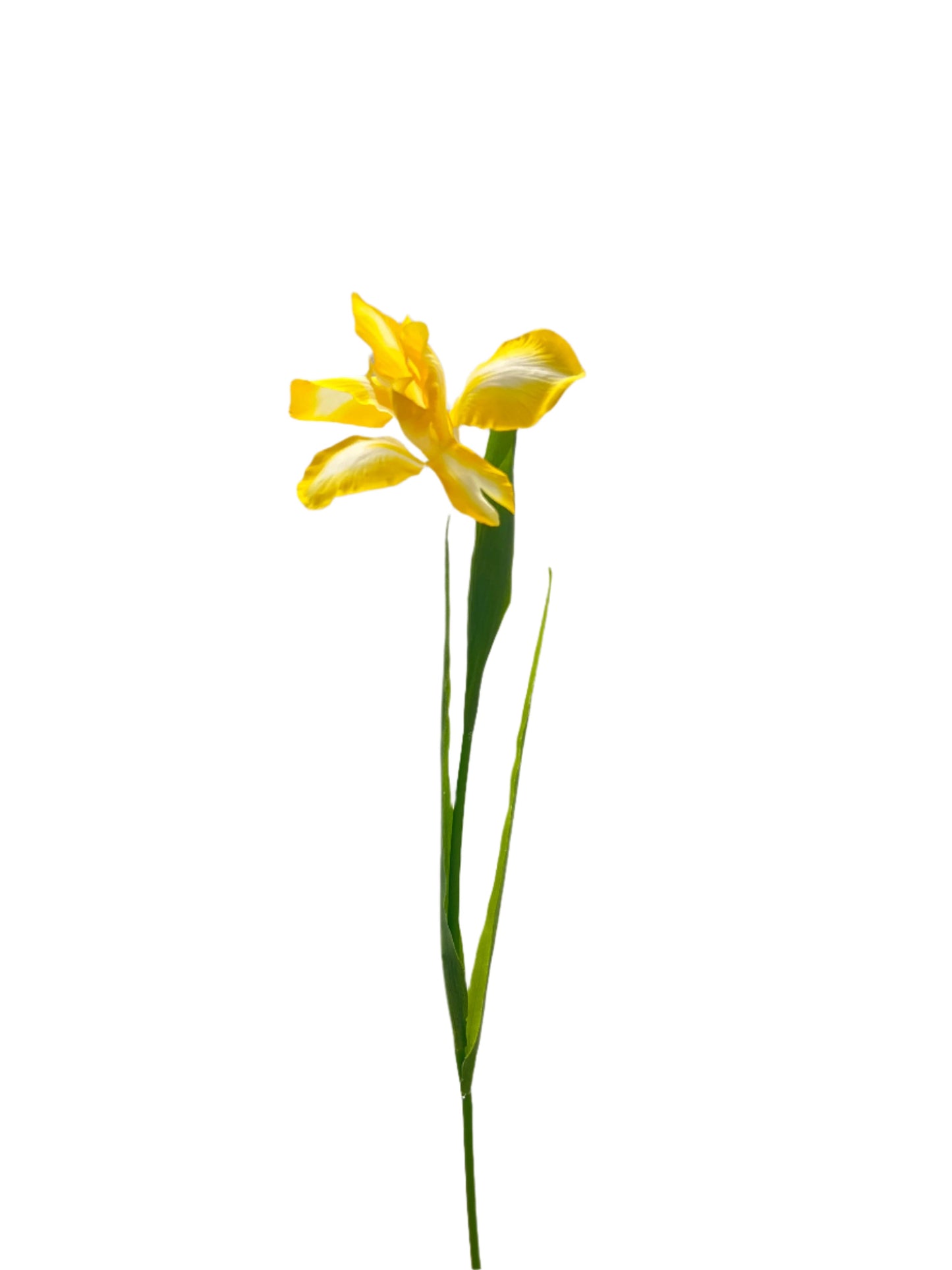 FL13535 DUTCH IRIS SPRAY 30"