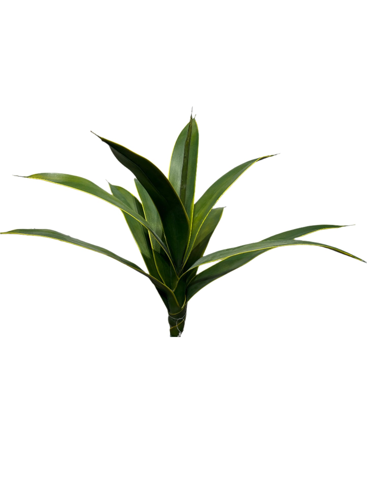 PM10381 AGAVE BUSH,30in -12/36P