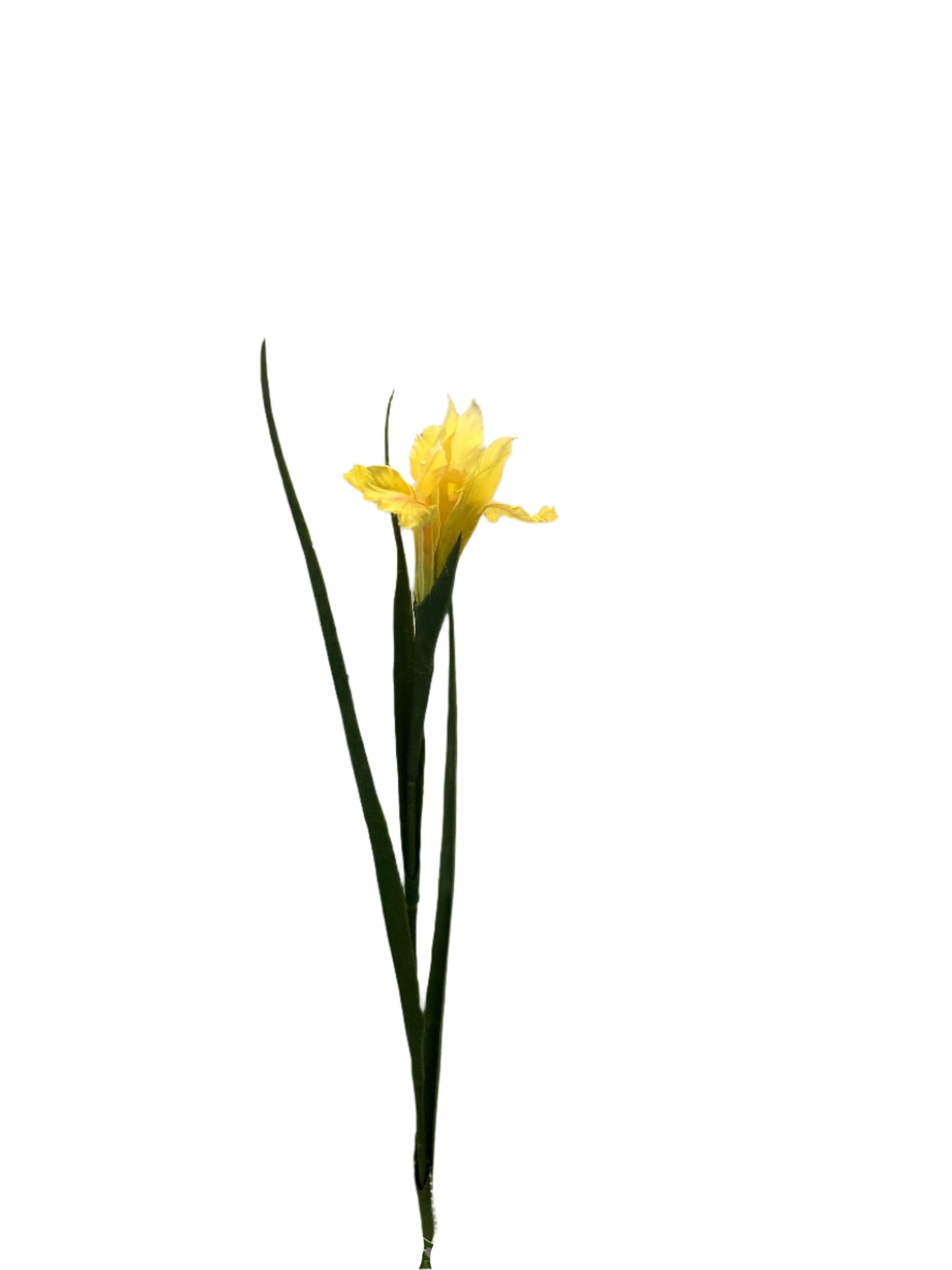 FL13571 IRIS 27.5in-36/360P