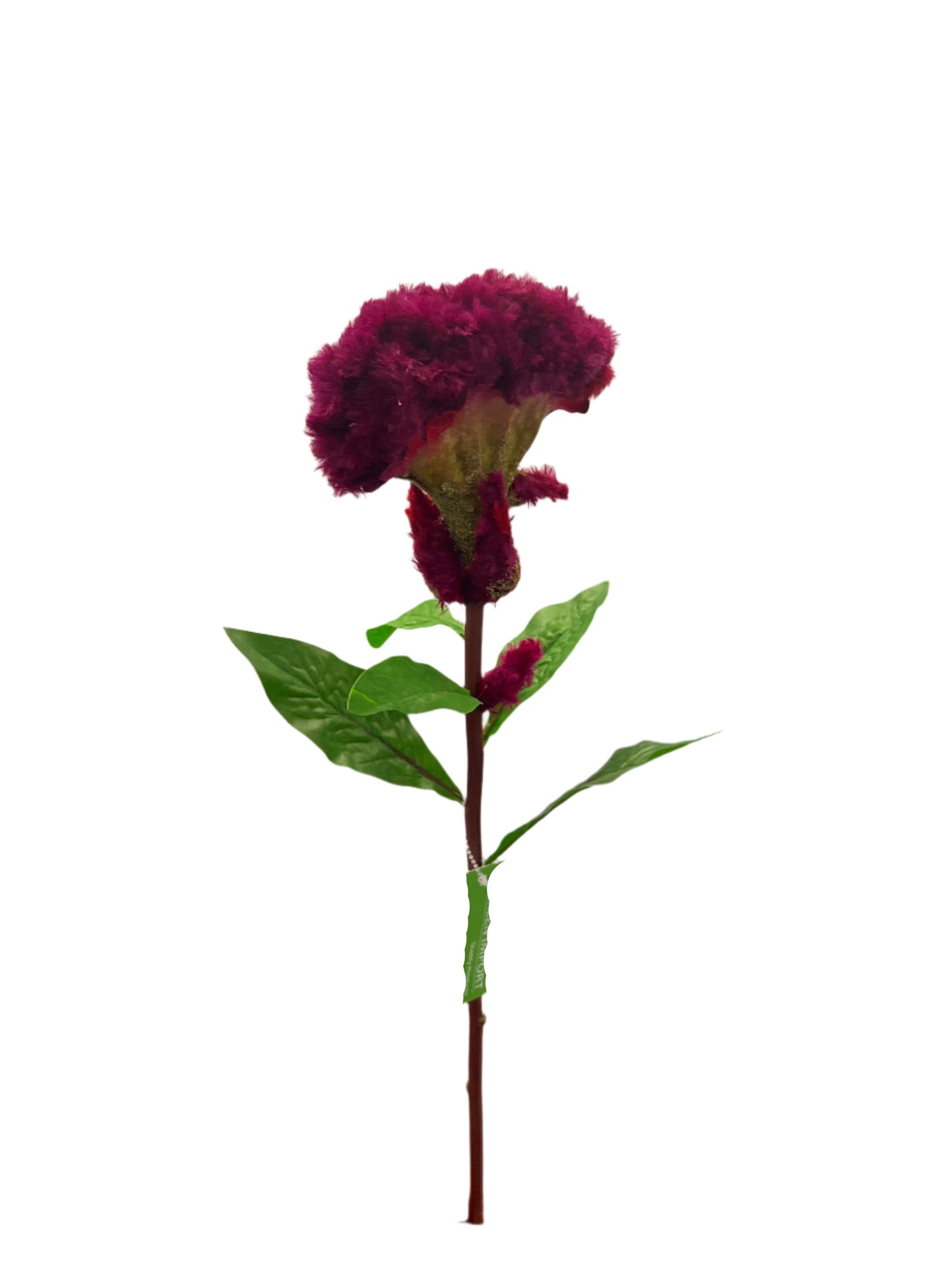 FL13567 COCKSCOMB 26.5"