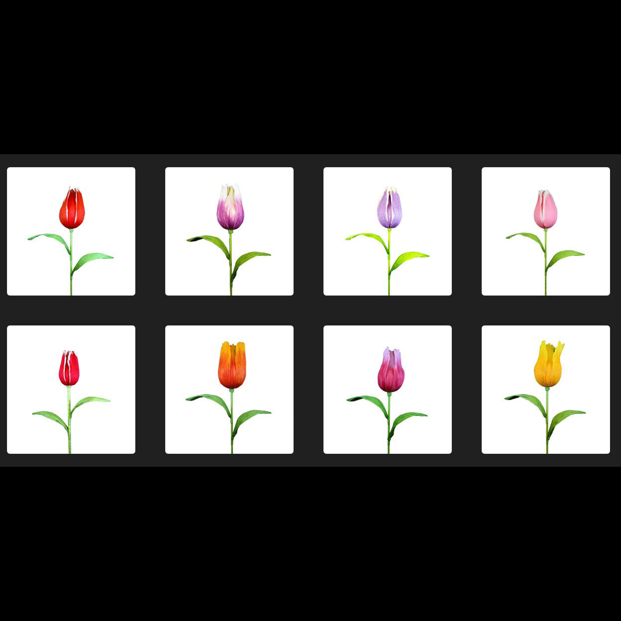 AC10102 GIANT TULIP,38in-12P/36/4.91'