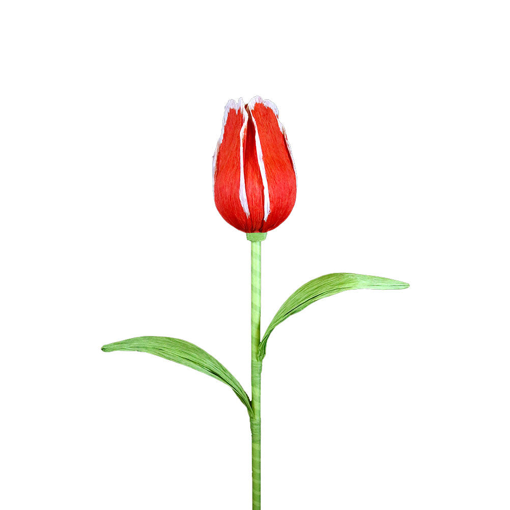AC10102 GIANT TULIP,38in-12P/36/4.91'