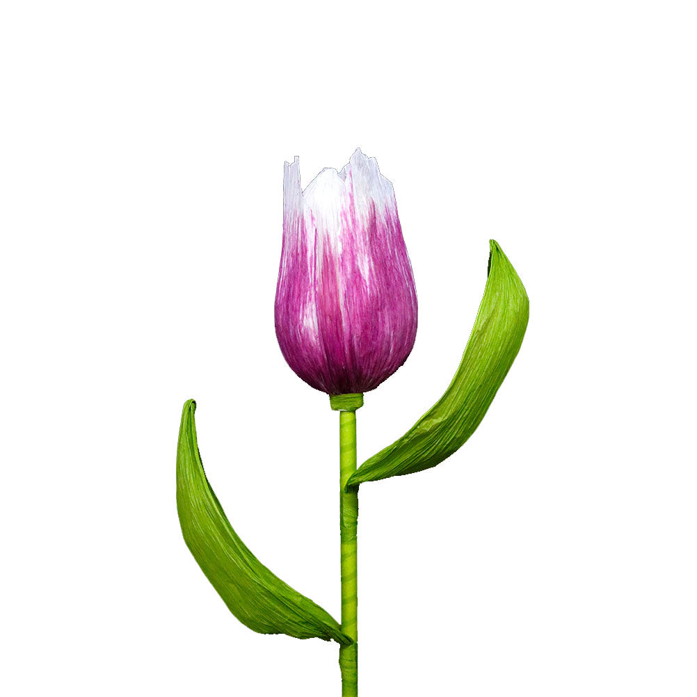 AC10102 GIANT TULIP,38in-12P/36/4.91'