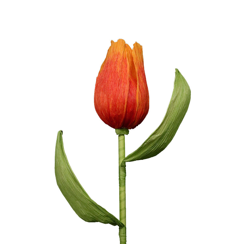 AC10102 GIANT TULIP,38in-12P/36/4.91'