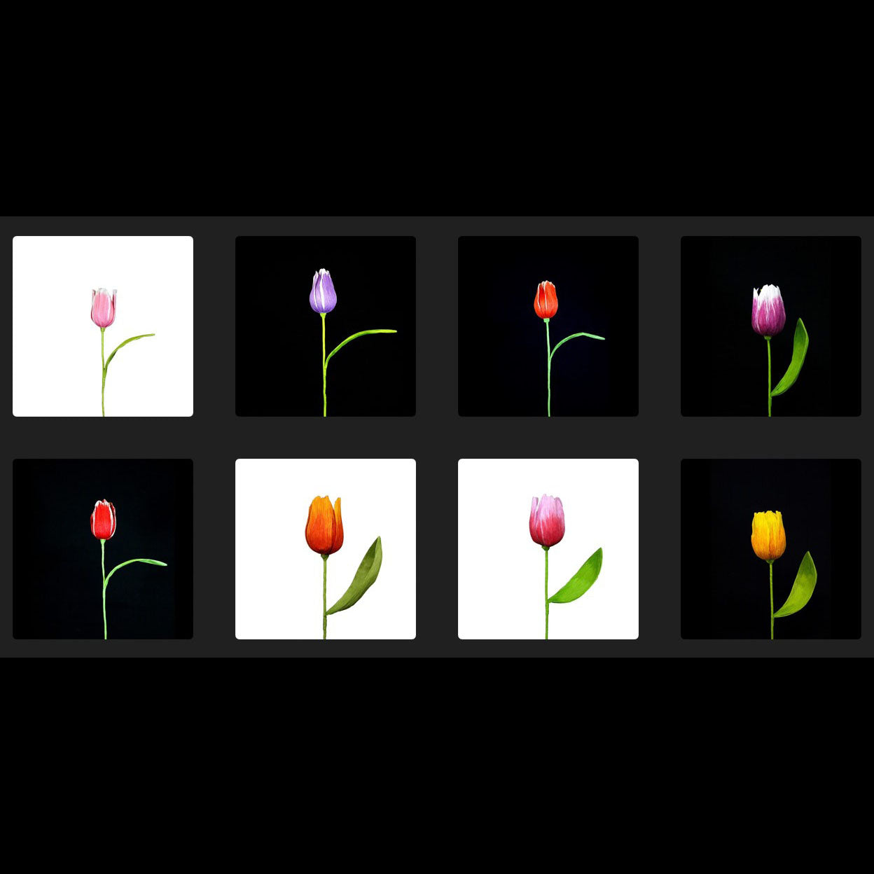 AC10103 BIG TULIP,27.5in-16P/64/5.19'