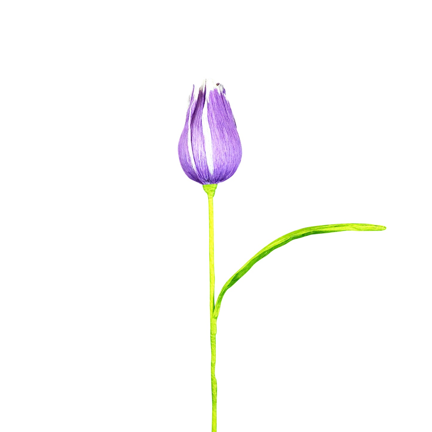 AC10103 BIG TULIP,27.5in-16P/64/5.19'