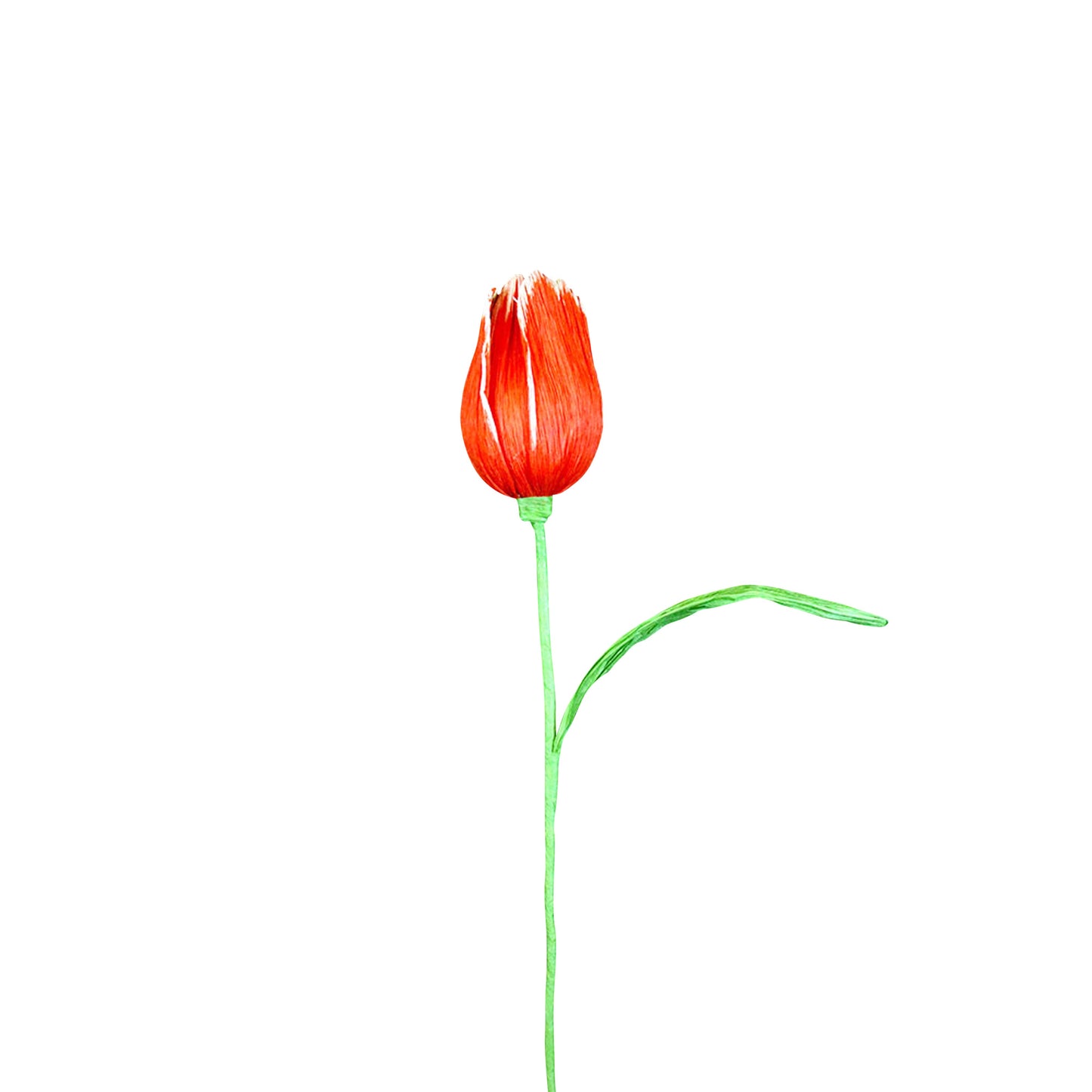 AC10103 BIG TULIP,27.5in-16P/64/5.19'