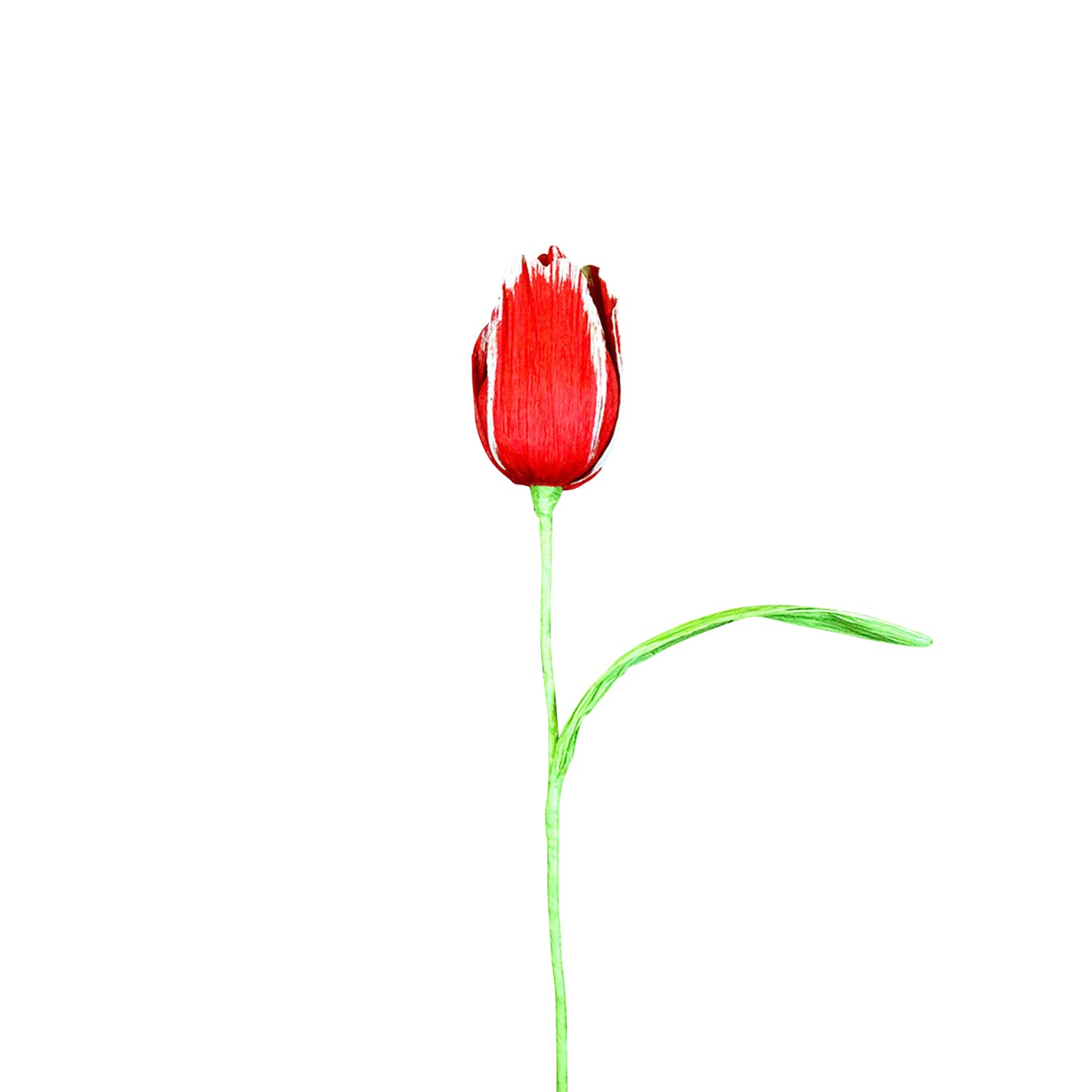 AC10103 BIG TULIP,27.5in-16P/64/5.19'