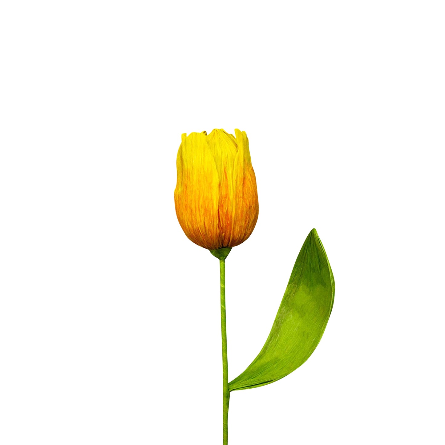 AC10103 BIG TULIP,27.5in-16P/64/5.19'