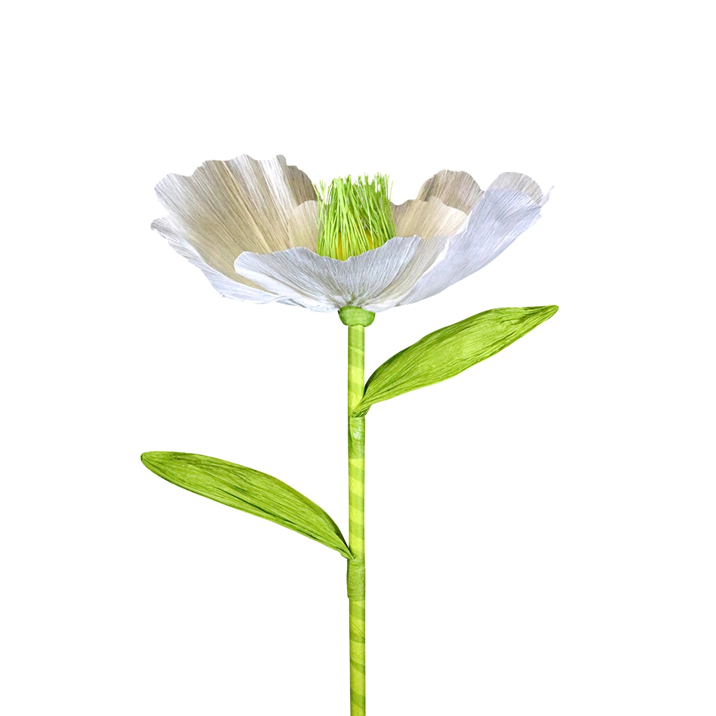 AC10105 GIANT POPPY,27.5in-12P/48/5.87'