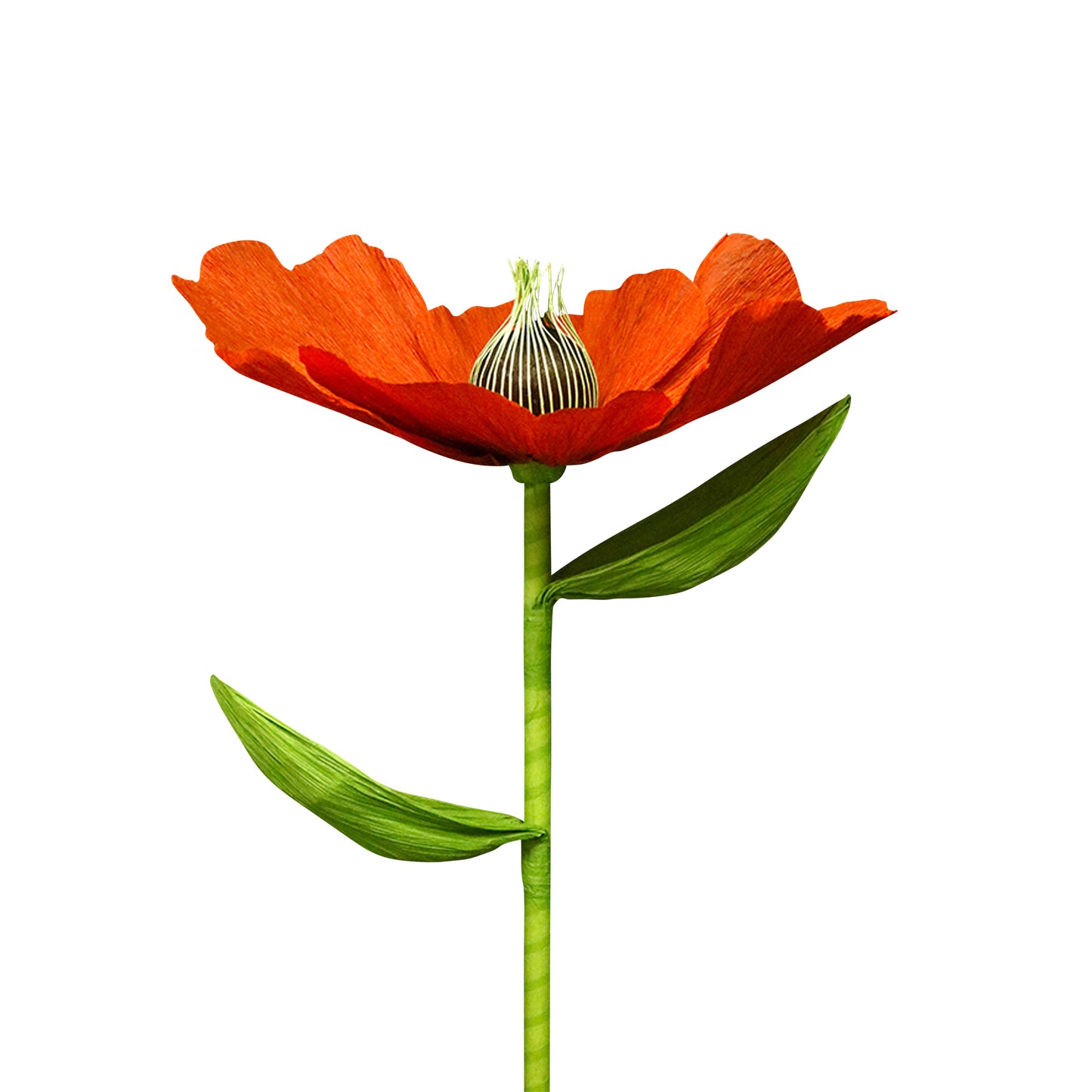 AC10119 GIANT POPPY,27.5in-12P/48/5.87'