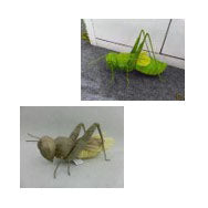 AC10225 GIANT GRASSHOPPER,14"